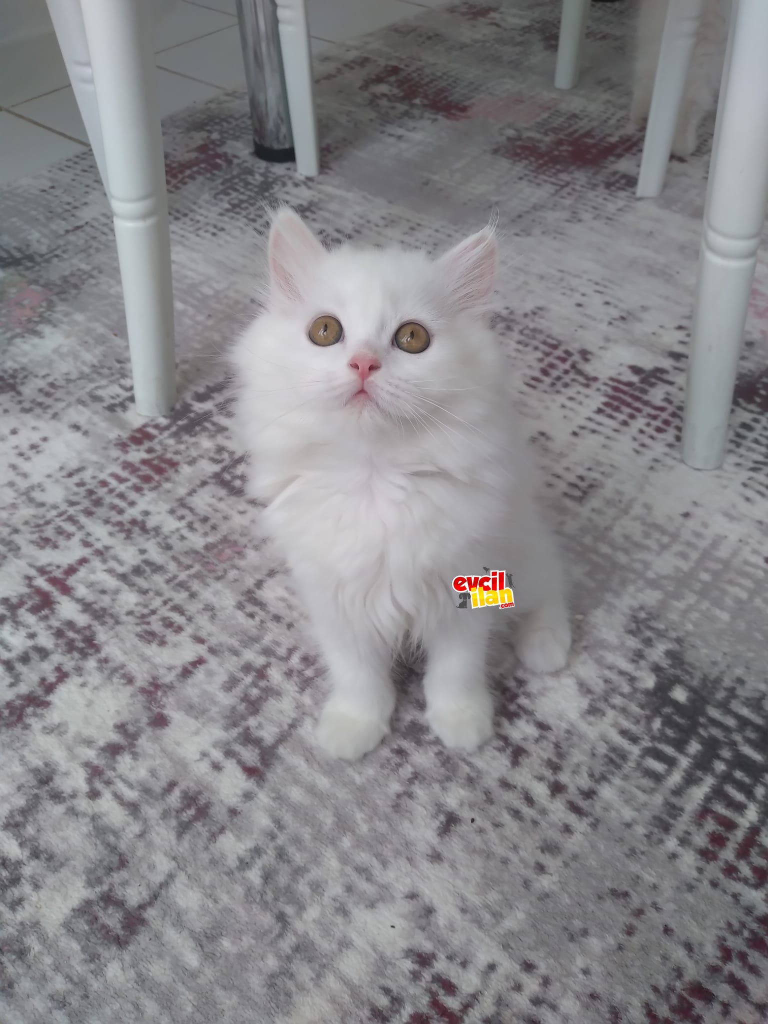 Beyaz İncim 