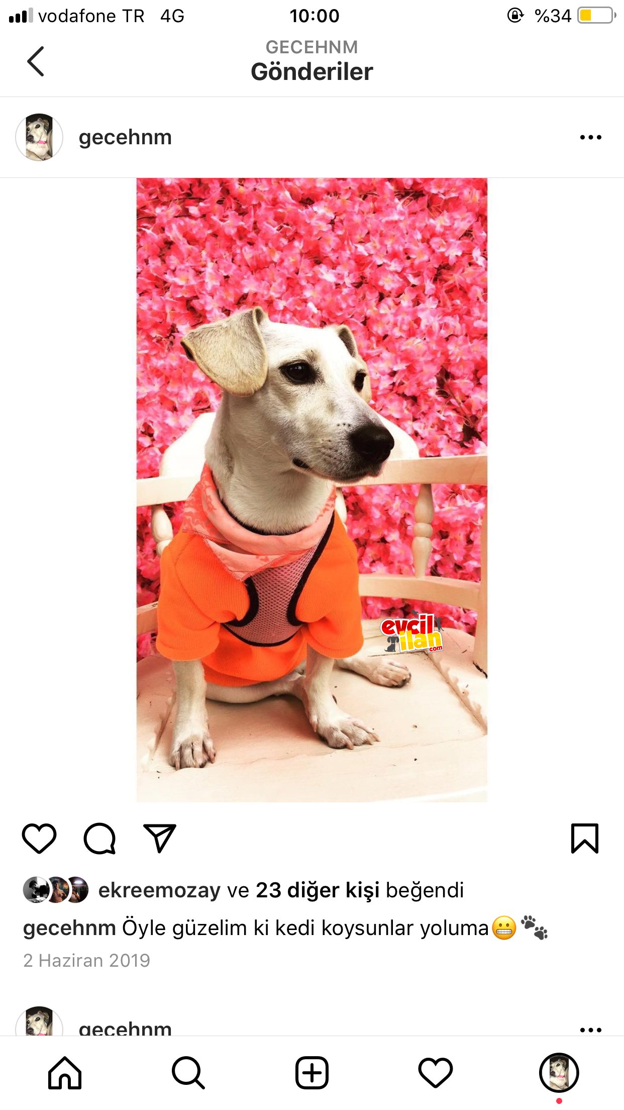 Beyaz Jack russel