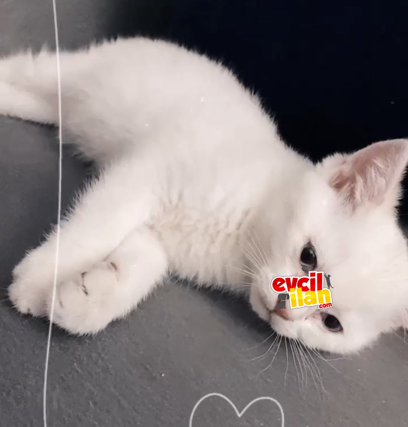 Beyaz kedi