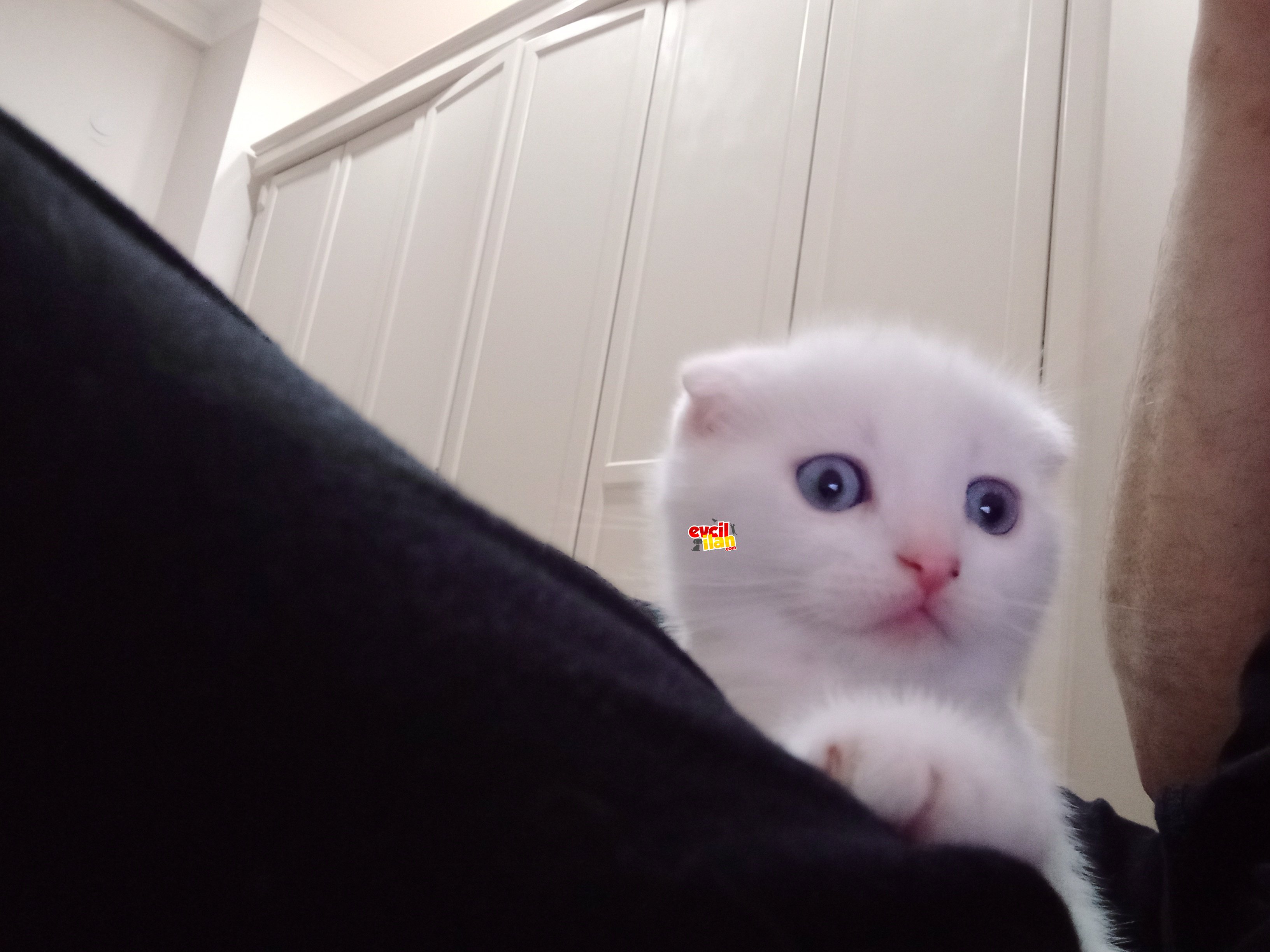 BEYAZ MELEK ( SCOTİSH FOLD )