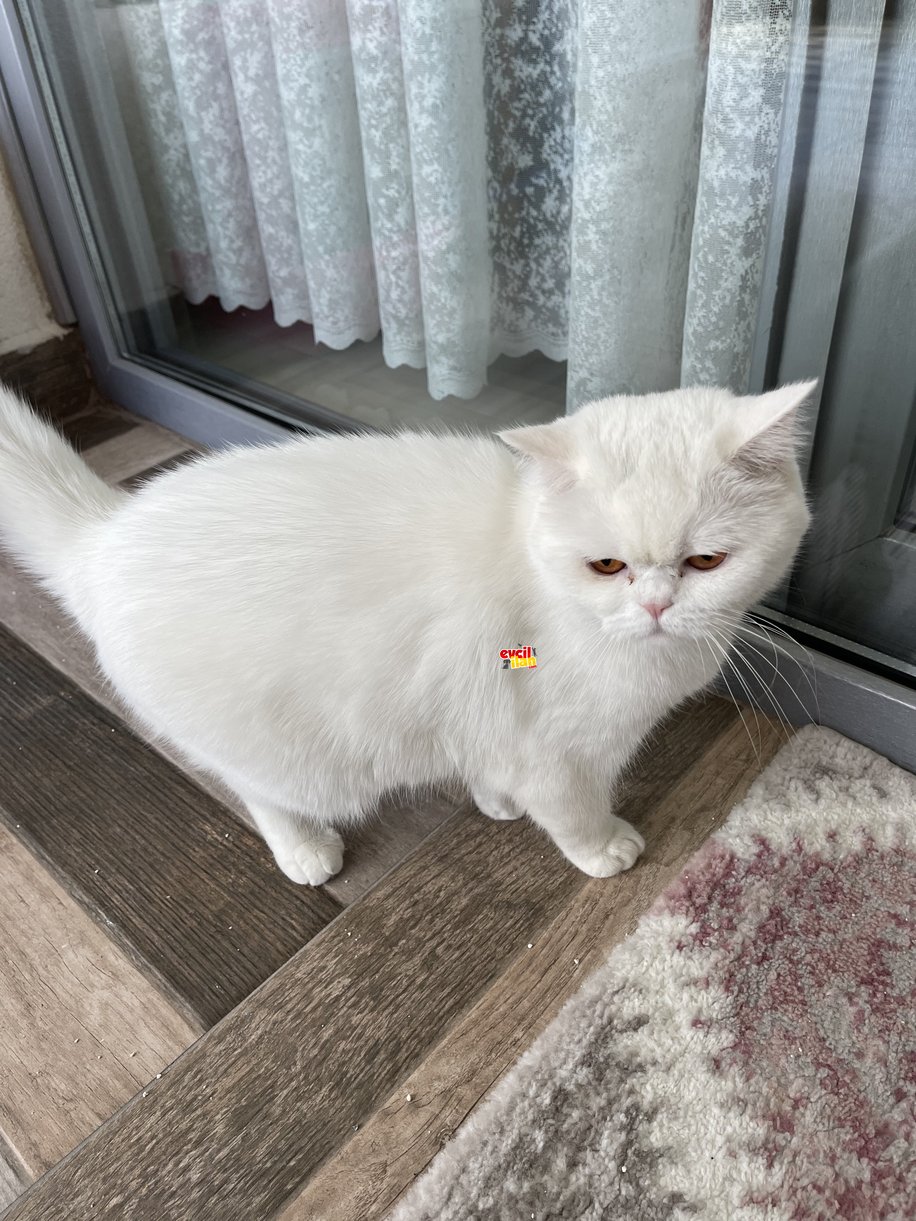 Beyaz pamuk yeni yuvasını istiyor 