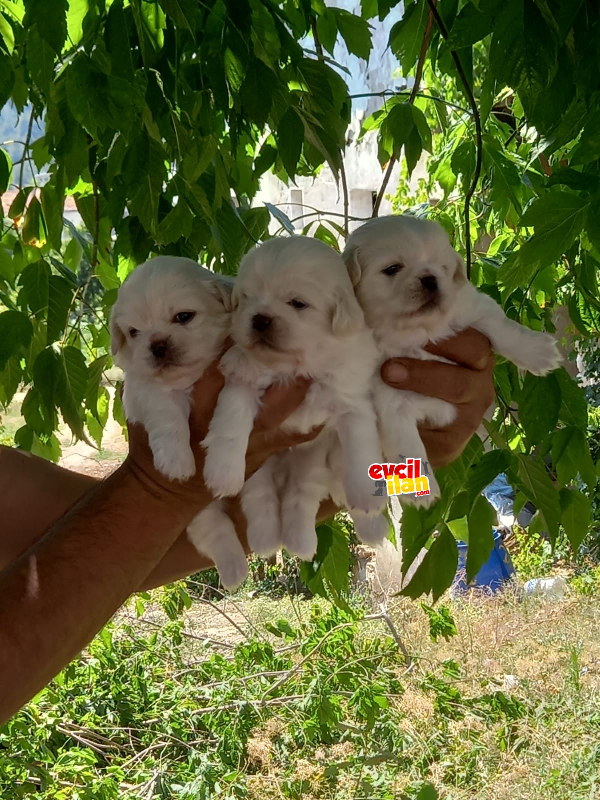 BEYAZ PEKINEZ YAVRULAR 