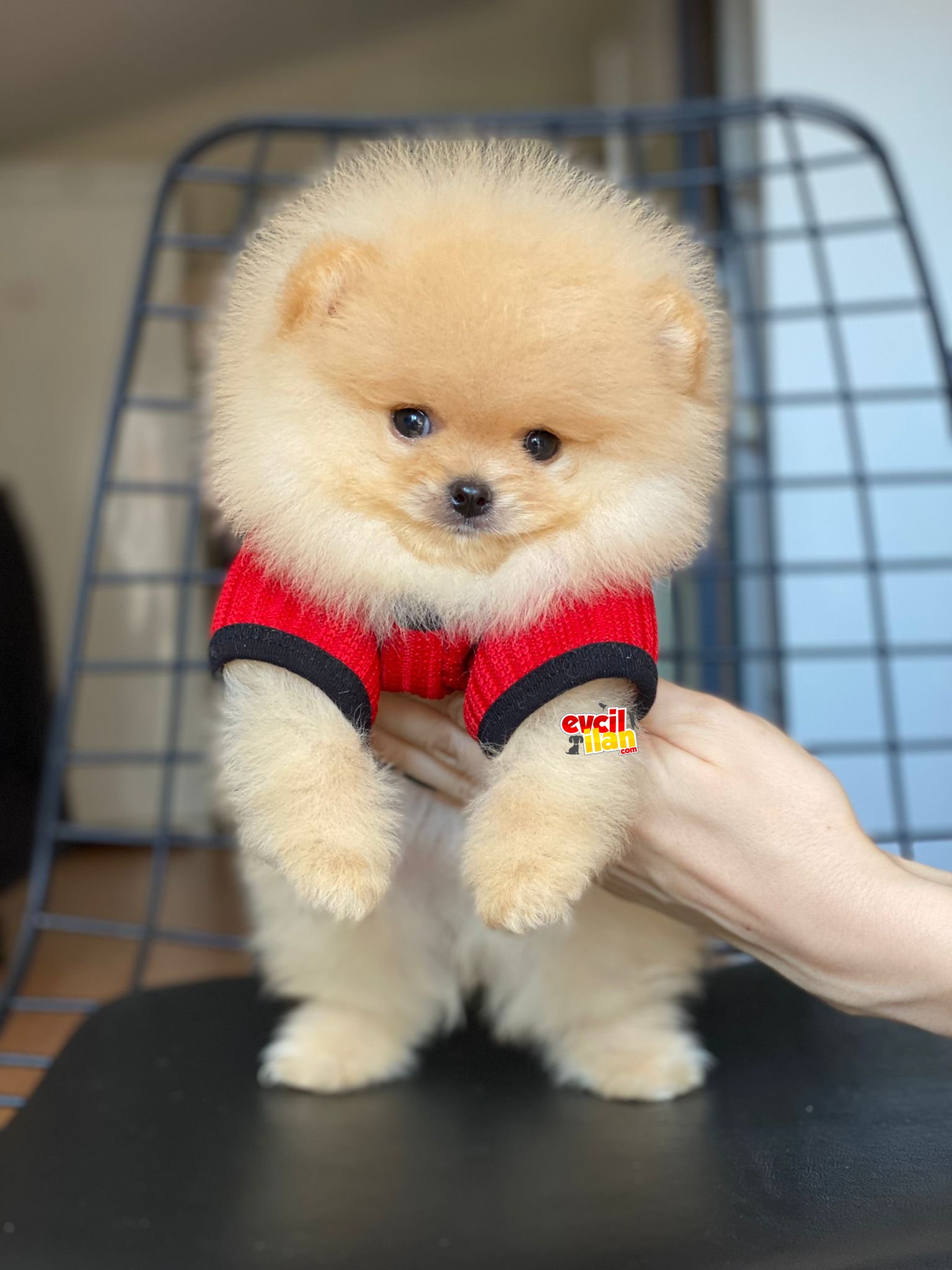 Muhteşem Renk Pomeranian Boo Yavrumuz 