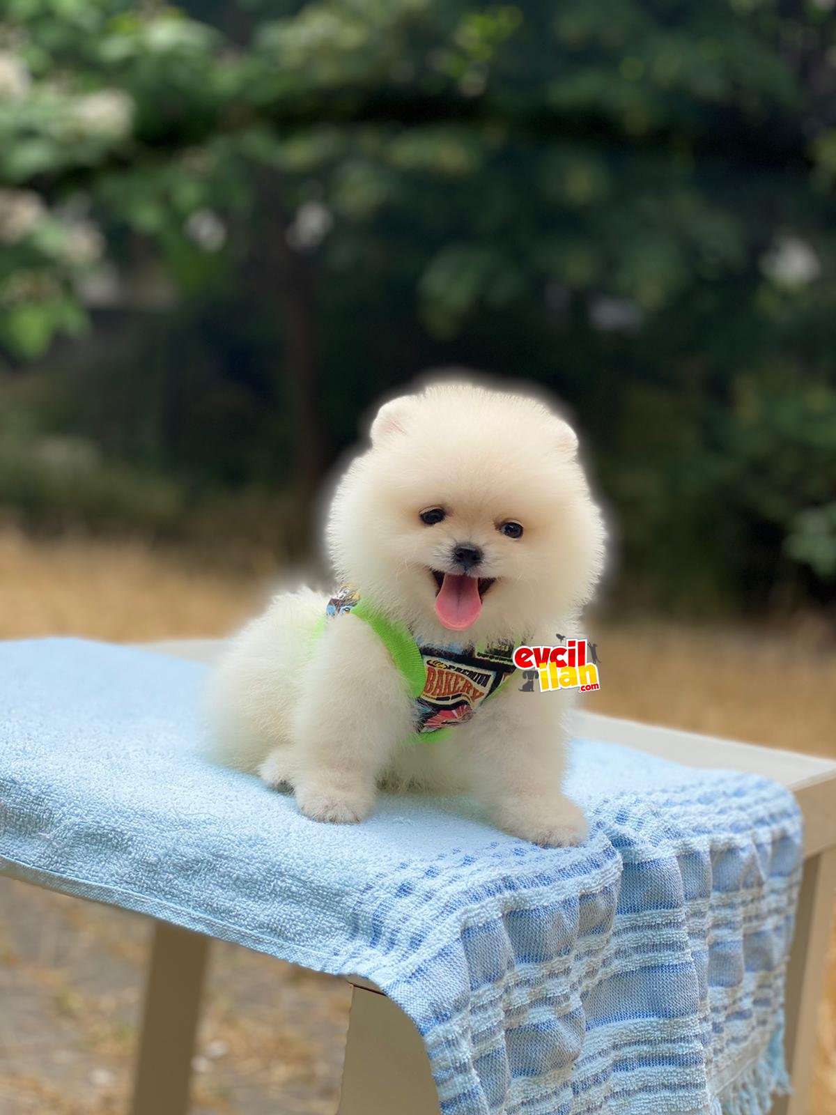 Beyaz Teacup Pomeranian Boo Yavrumuz 