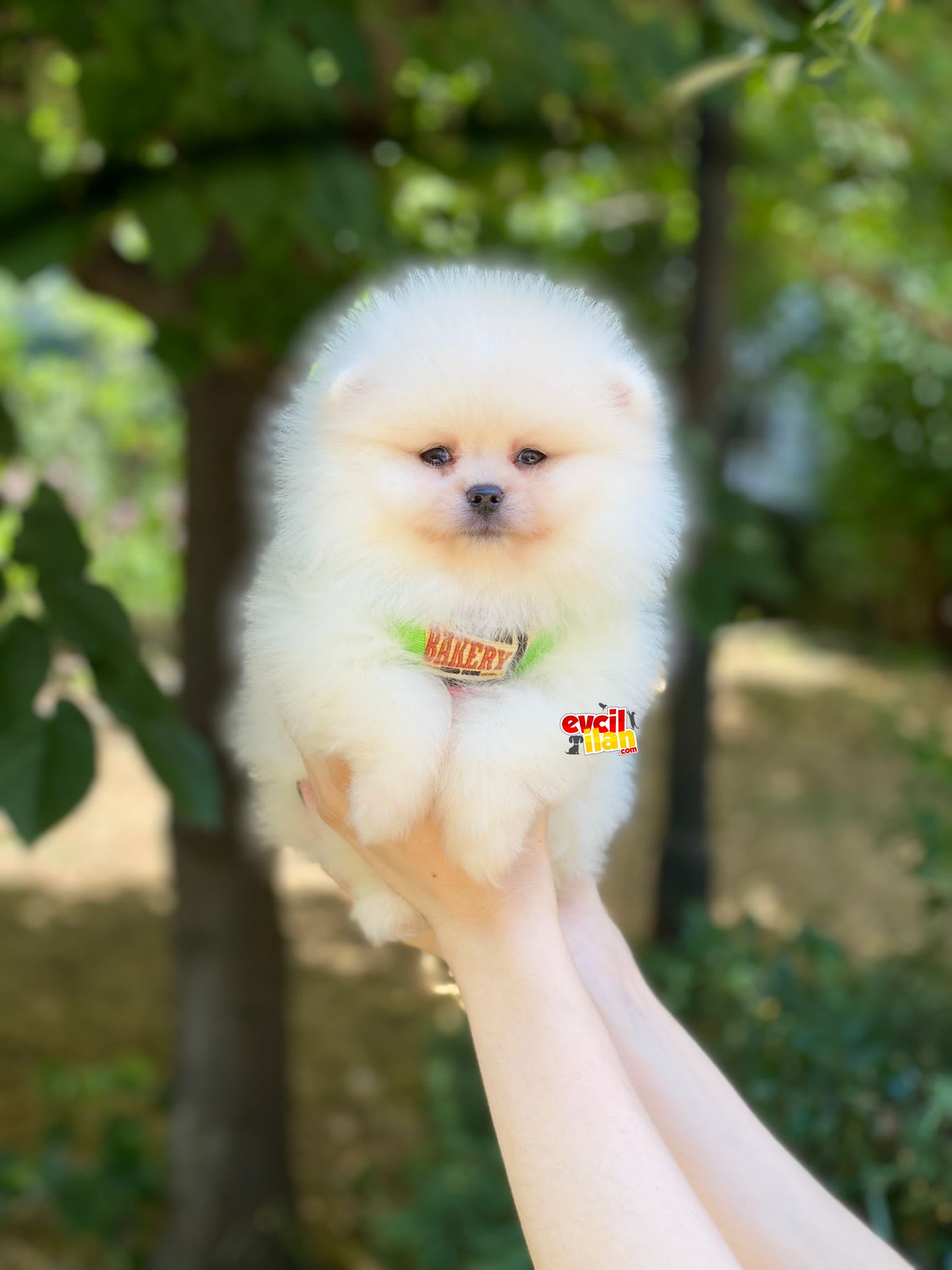 Beyaz Teacup Pomeranian Boo Yavrumuz 