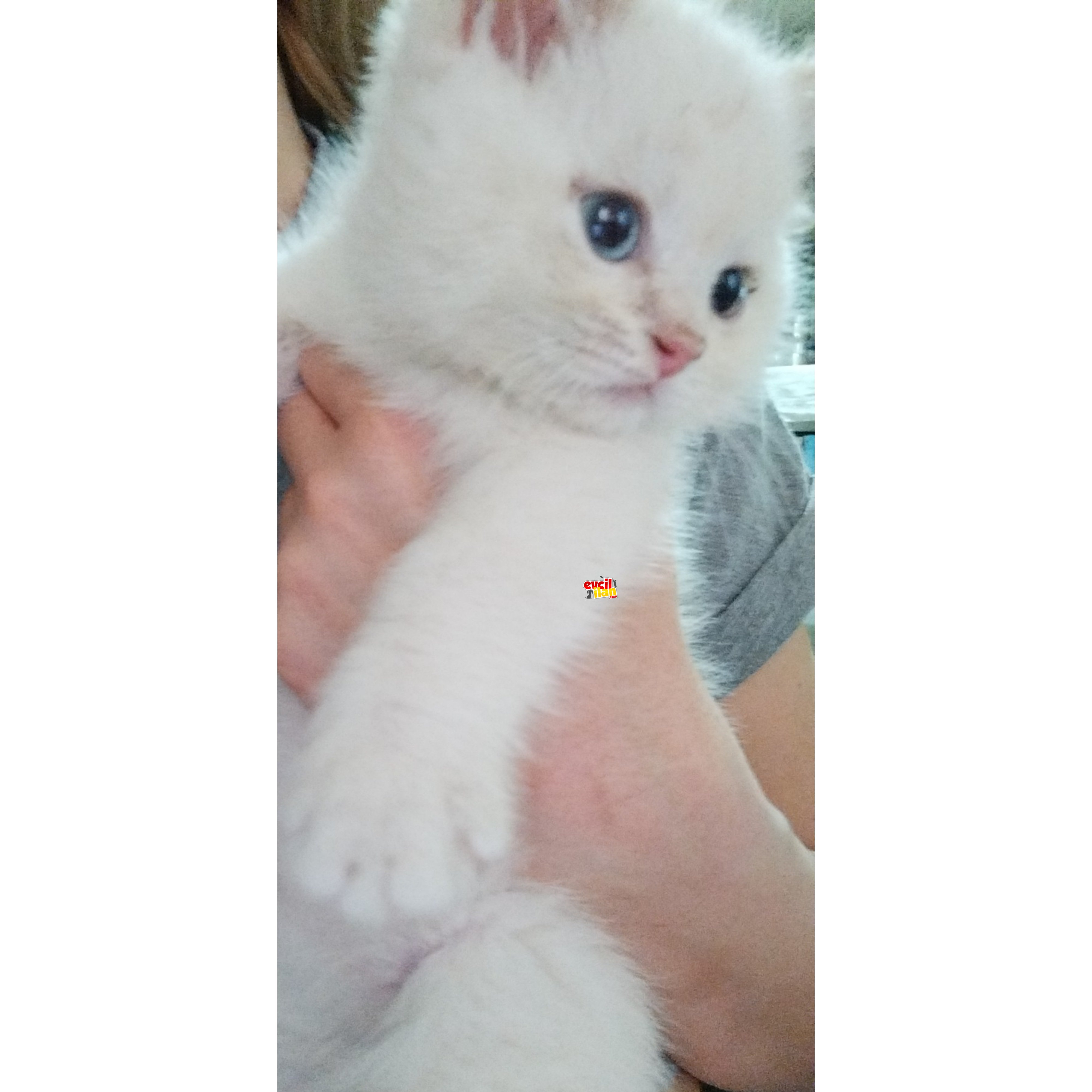 Beyaz yavru british shorthair