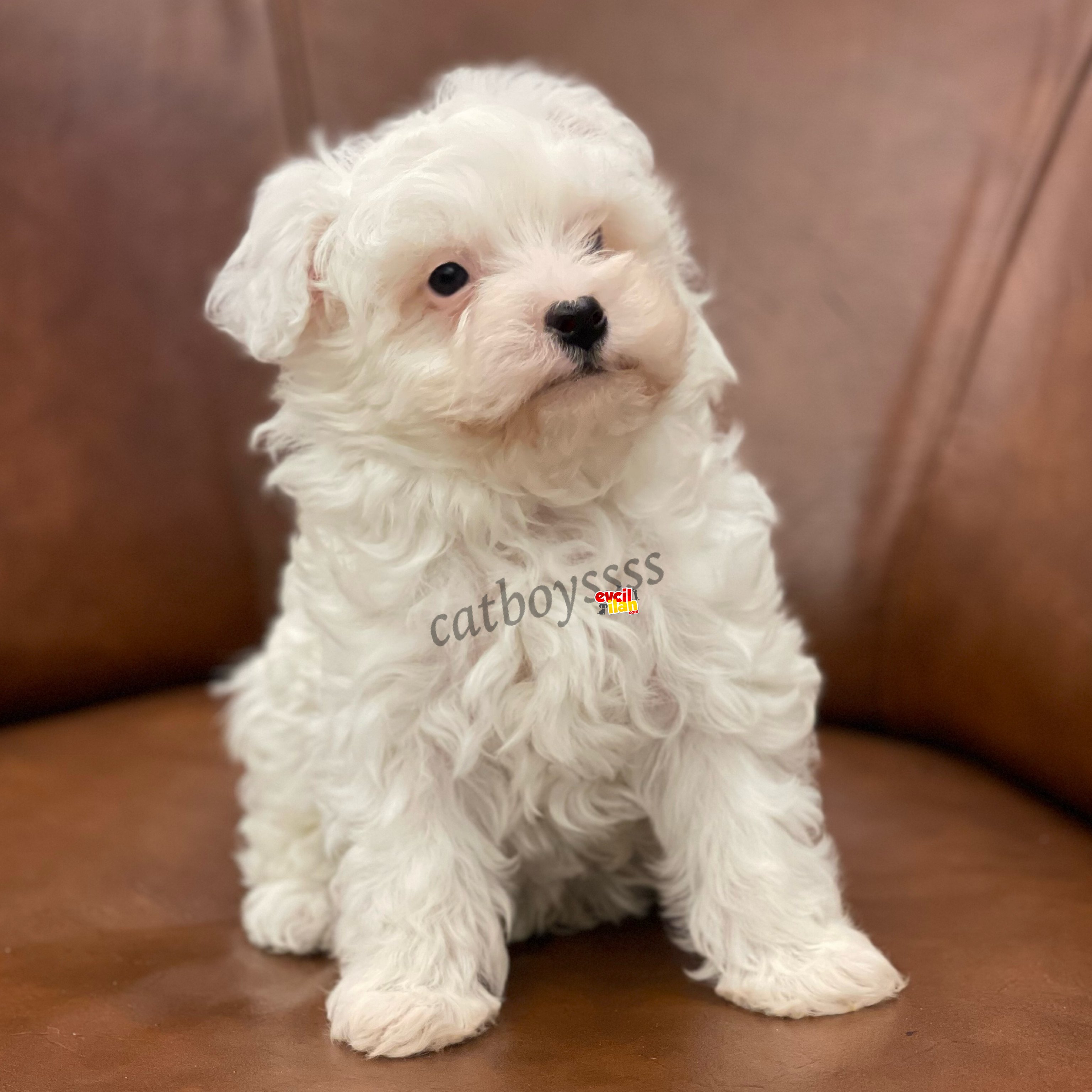 Biblo bebek beyaz maltipoo yavrularımız