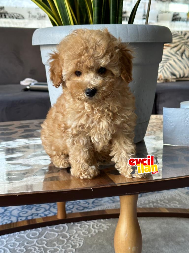 BİR BİRİNDEN GÜZEL POODLE YAVRULAR YENİ DOSTLARINI BEKLİYOR