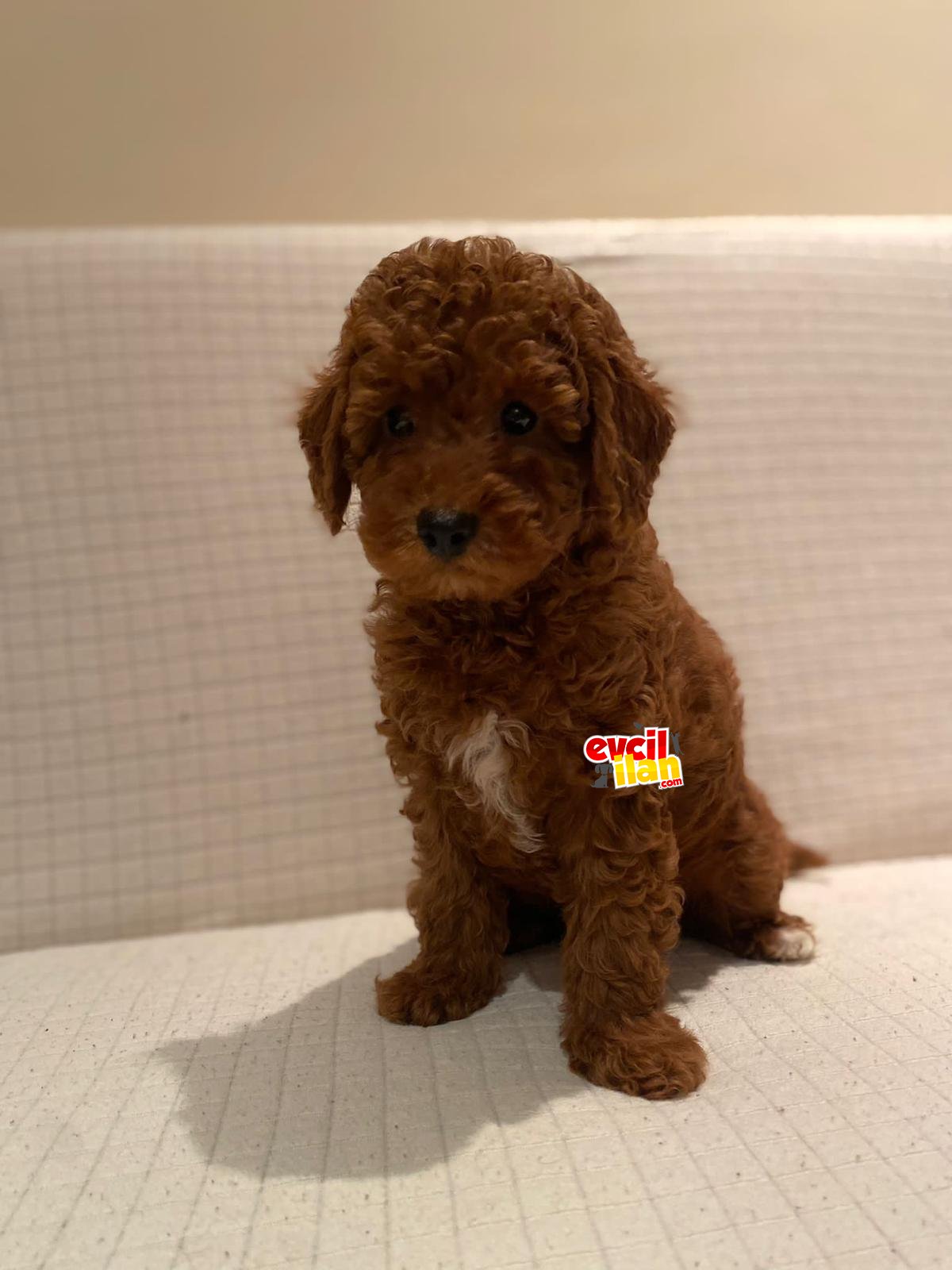 BİR BİRİNDEN GÜZEL POODLE YAVRULAR