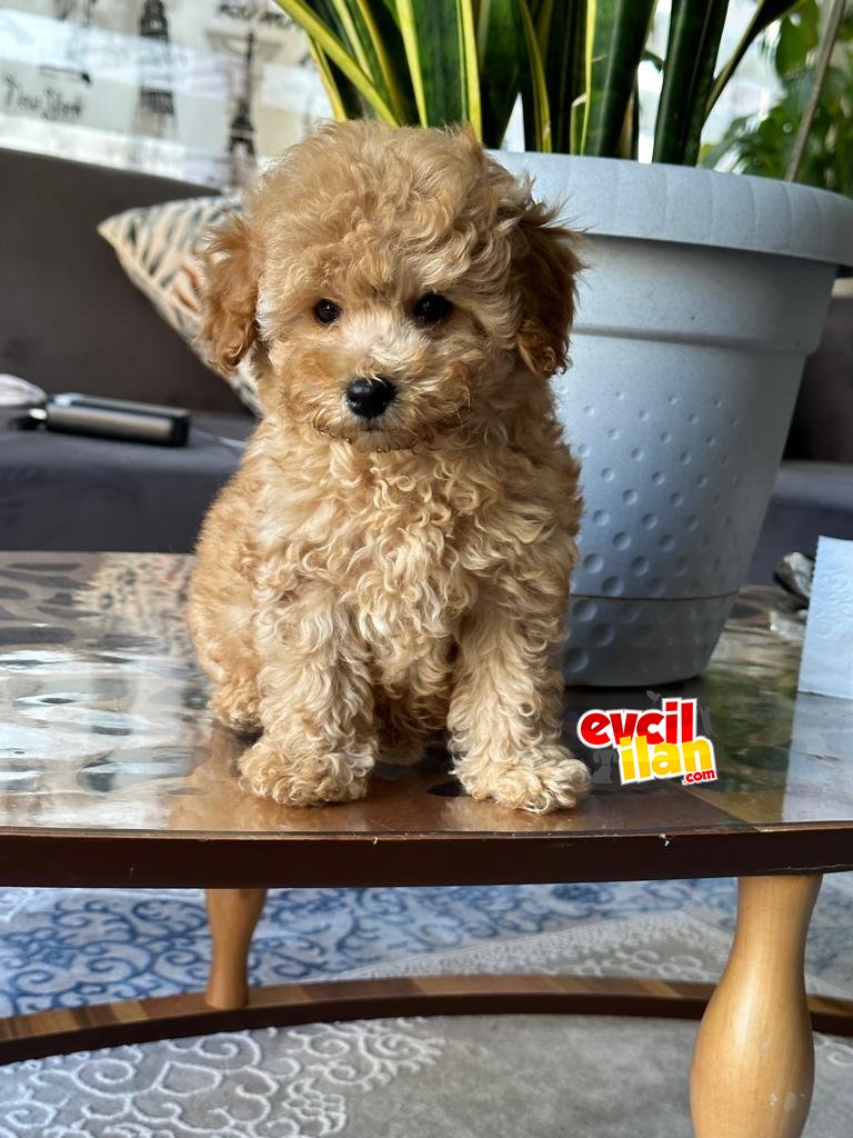 BİR BİRİNDEN GÜZEL POODLE YAVRULAR