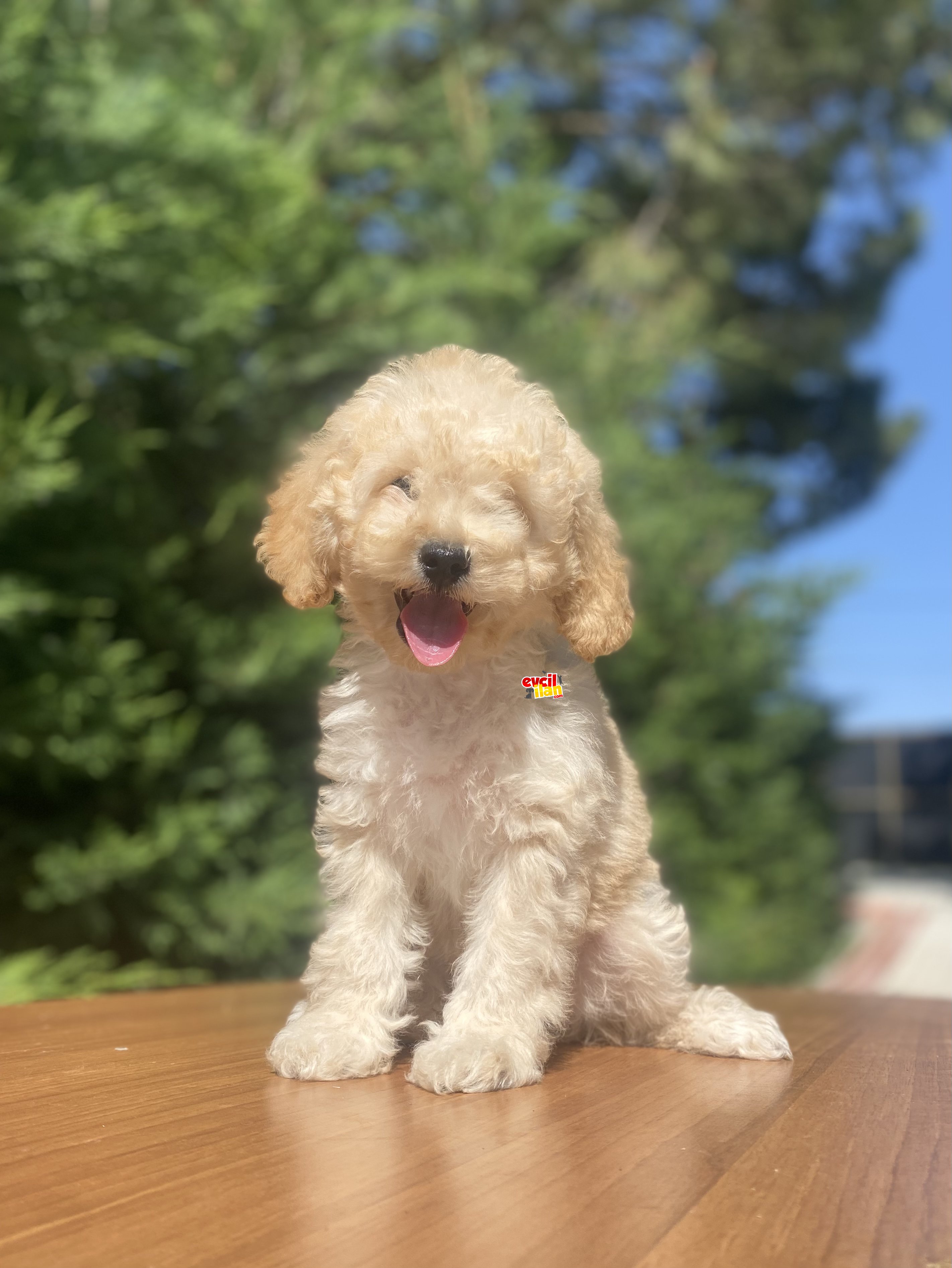 BİR ÇOK SEÇENEK İLE POODLE BEBEKLER