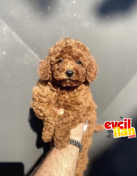 BİR ÇOK SEÇENEK İLE POODLE BEBEKLER