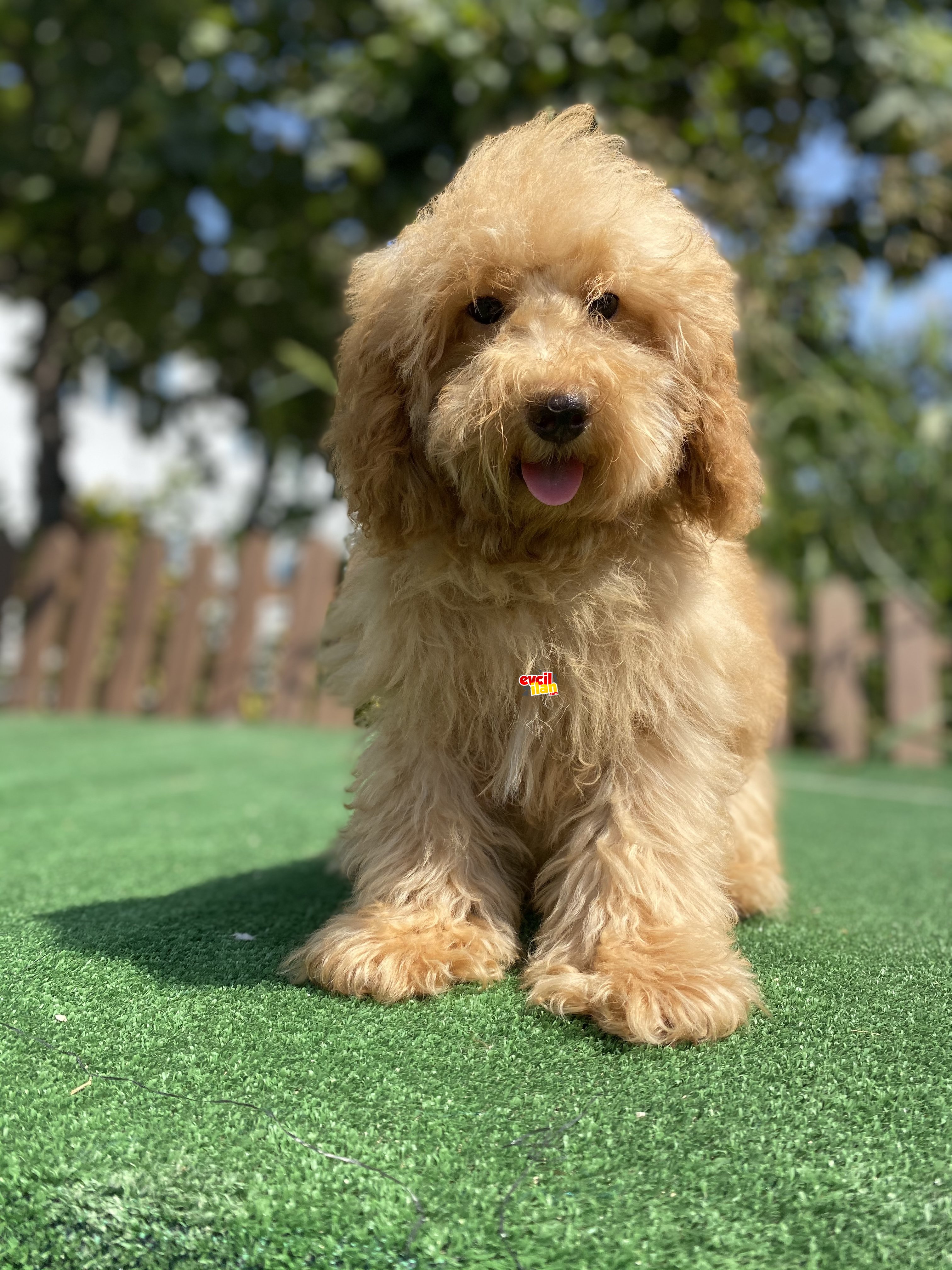 BİR ÇOK SEÇENEK İLE TOY POODLE BEBEKLER 