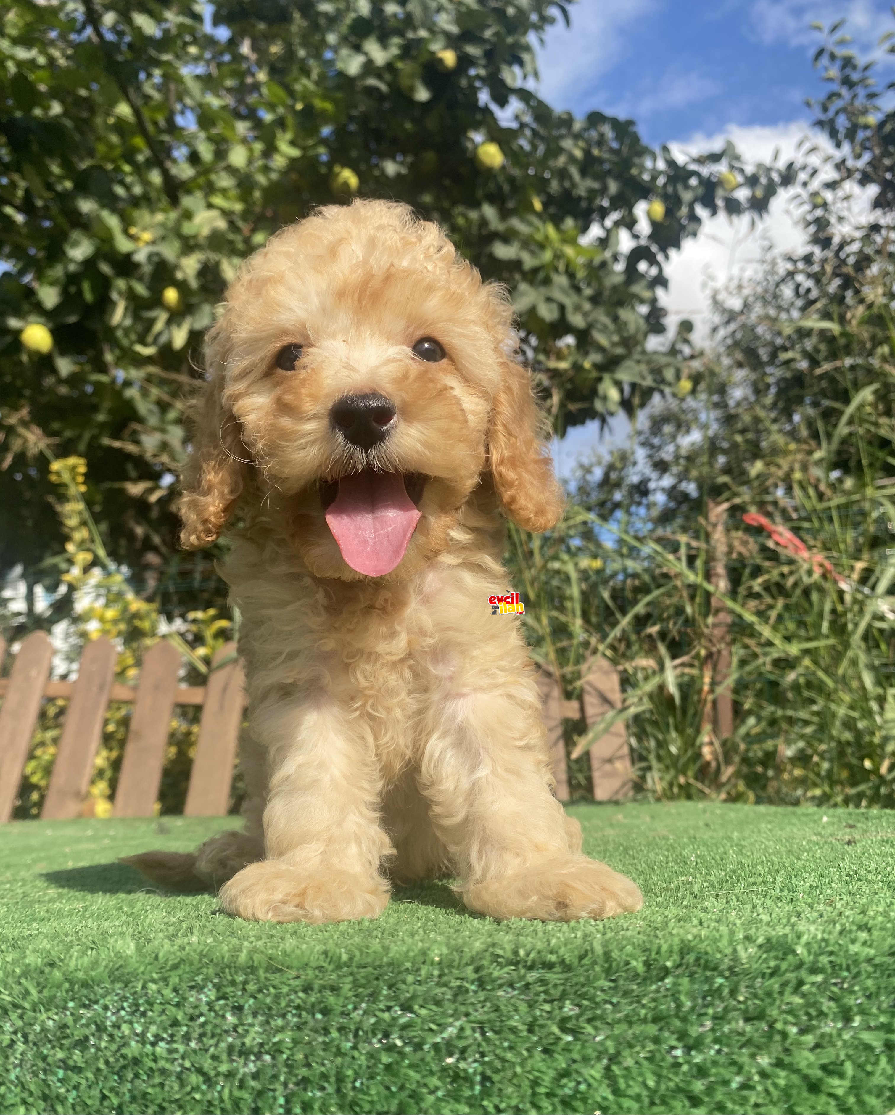 BİR ÇOK SEÇENEK İLE TOY POODLE BEBEKLER 