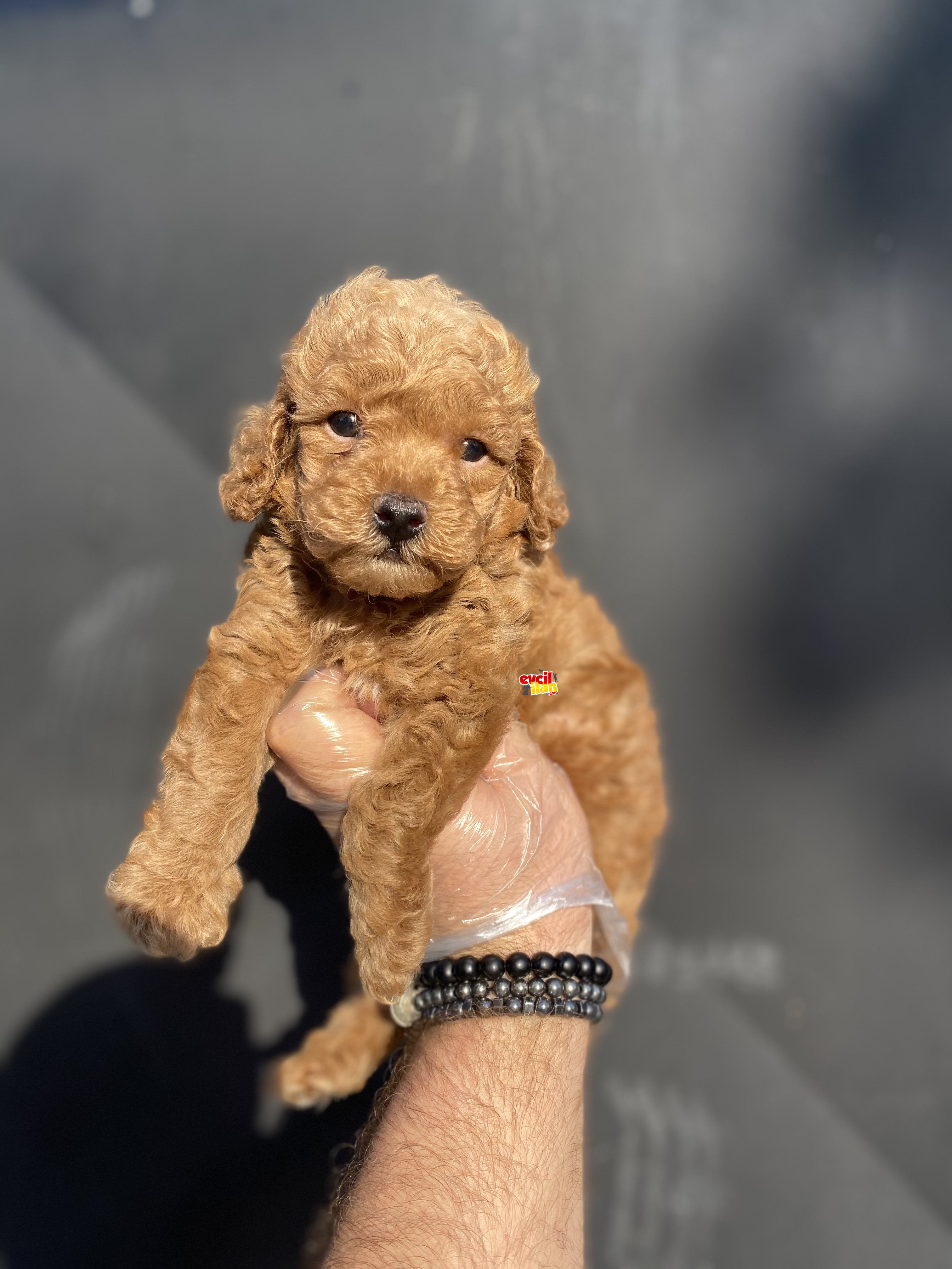 BİR ÇOK SEÇENEK İLE TOY POODLE BEBEKLER 