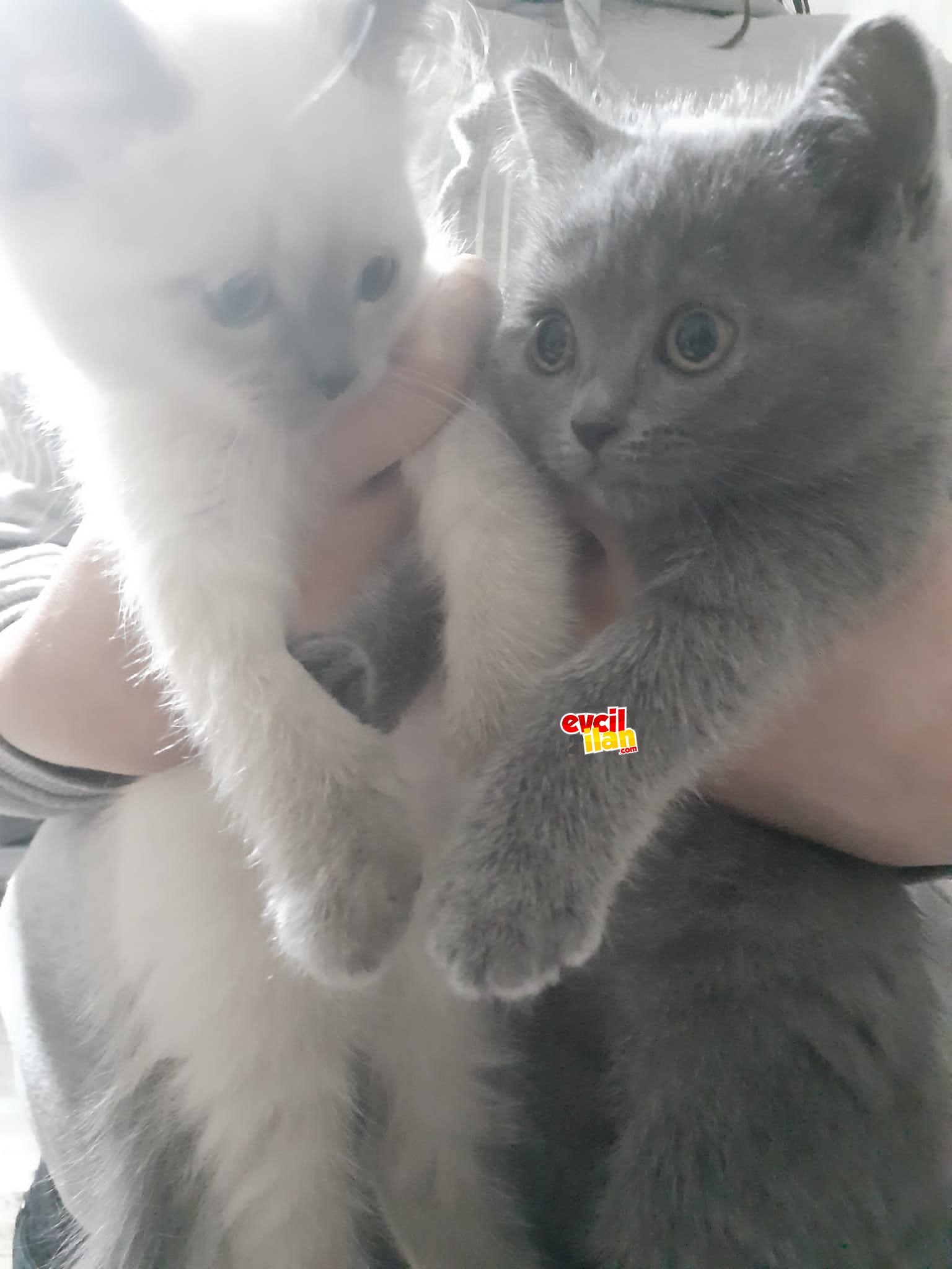 Bir dişi bir erkek 2 aylık yavrular 