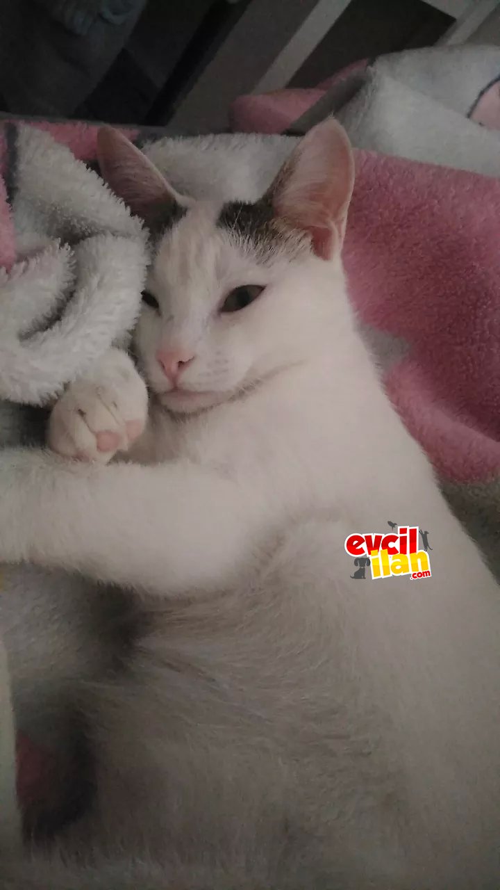 Bir tanecik kedimi sahiplendirmek zorunda kaldığım için veriyorum bu ilanı lütfen yardımcı olun 