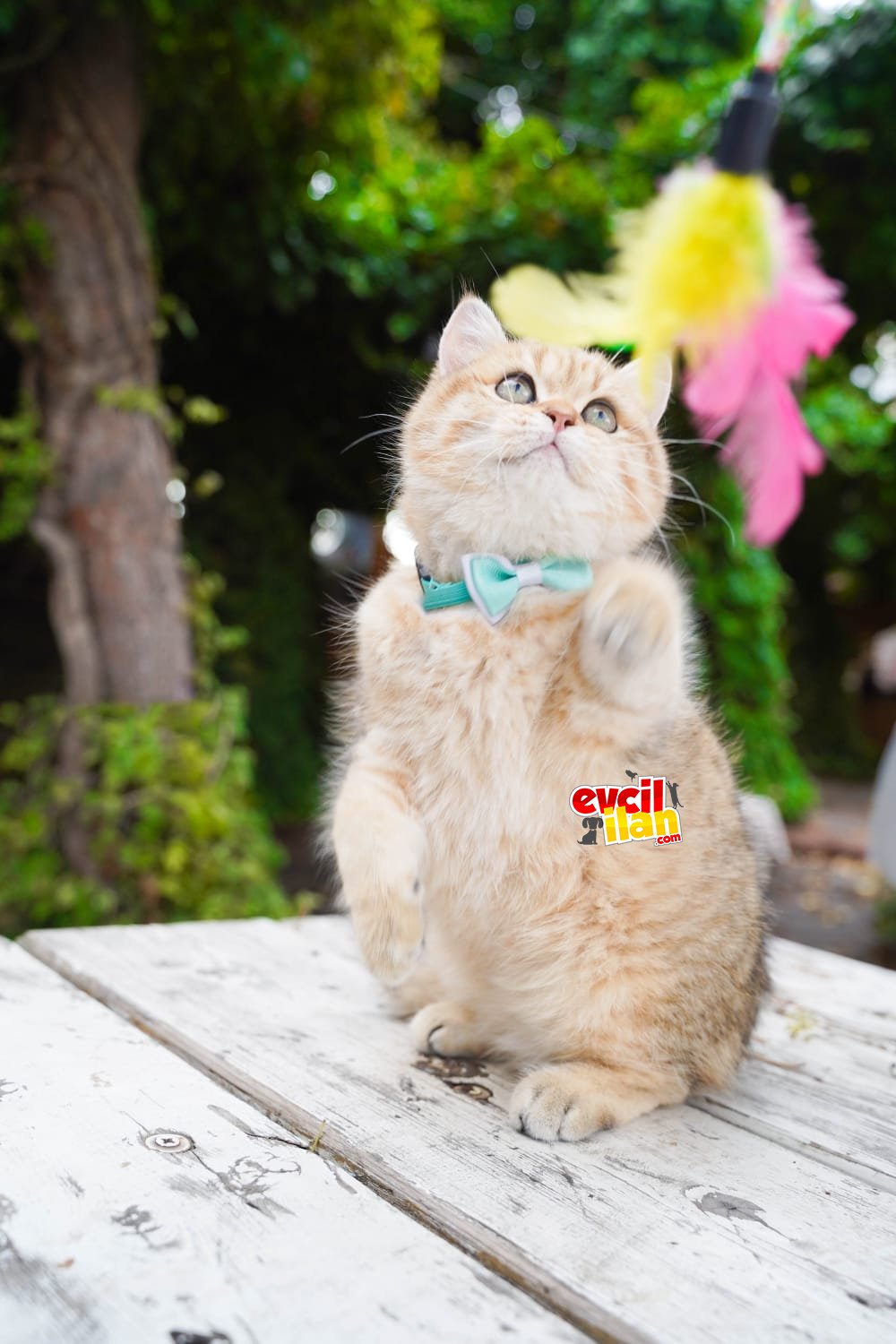 Birbirinden güzel british shorthair