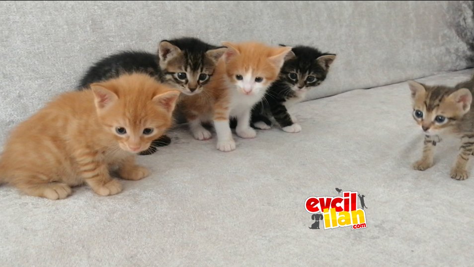 Birbirinden Güzel Kardeşlere Ömürlük Yuva Arıyoruz