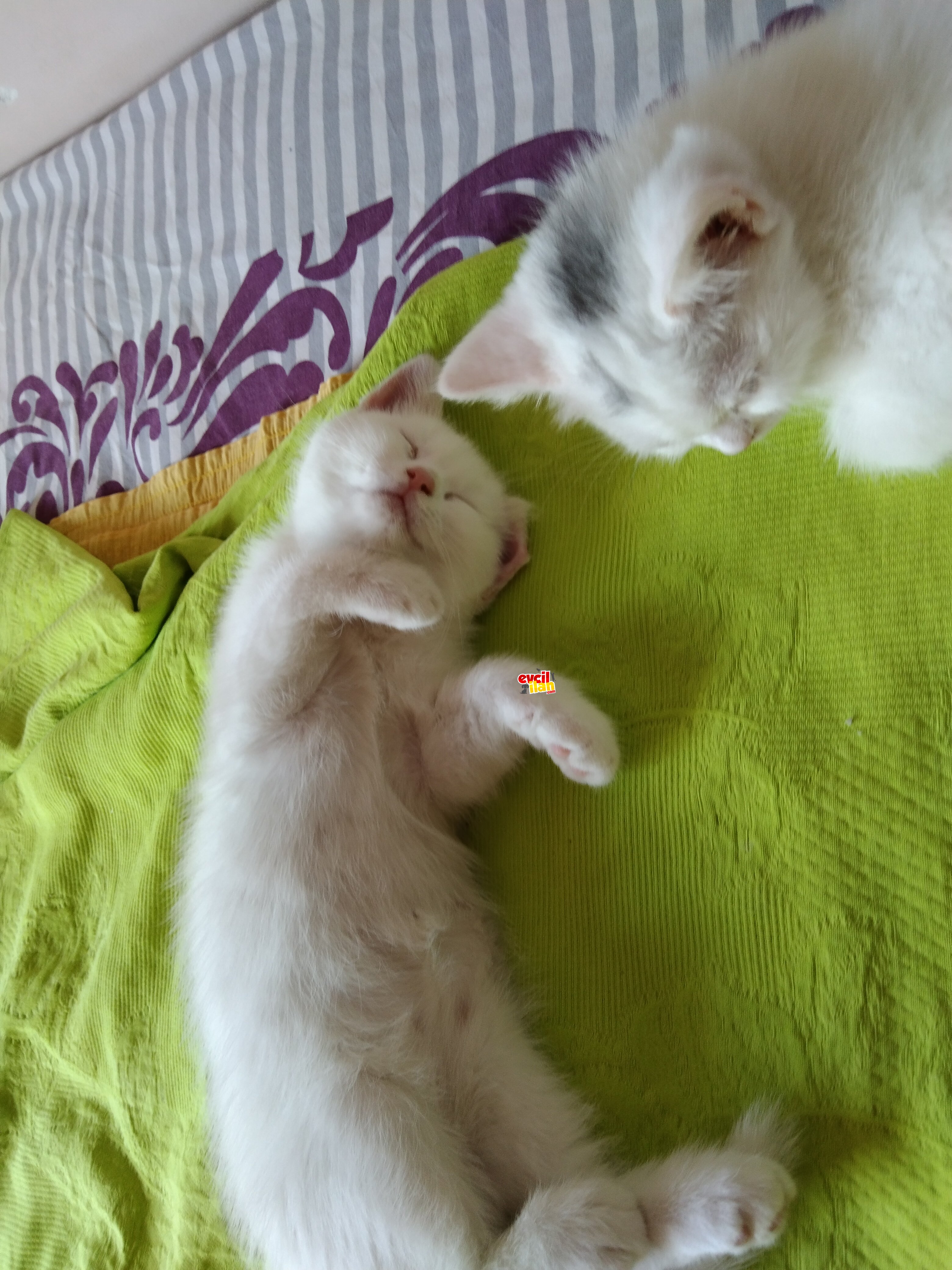 Birbirinden güzel minoşş Yavrular 