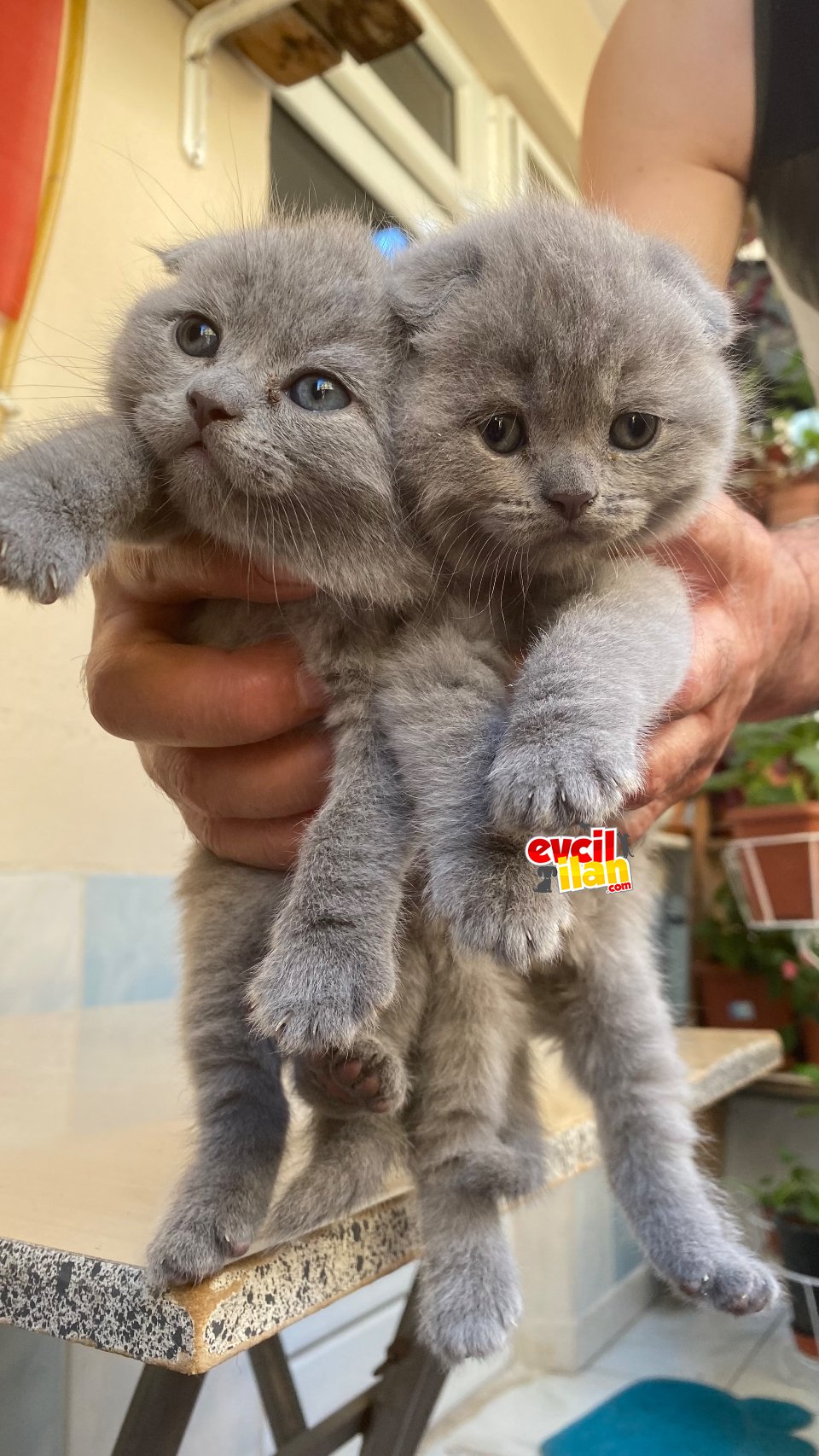 Birbirinden tatlı british shorthairler