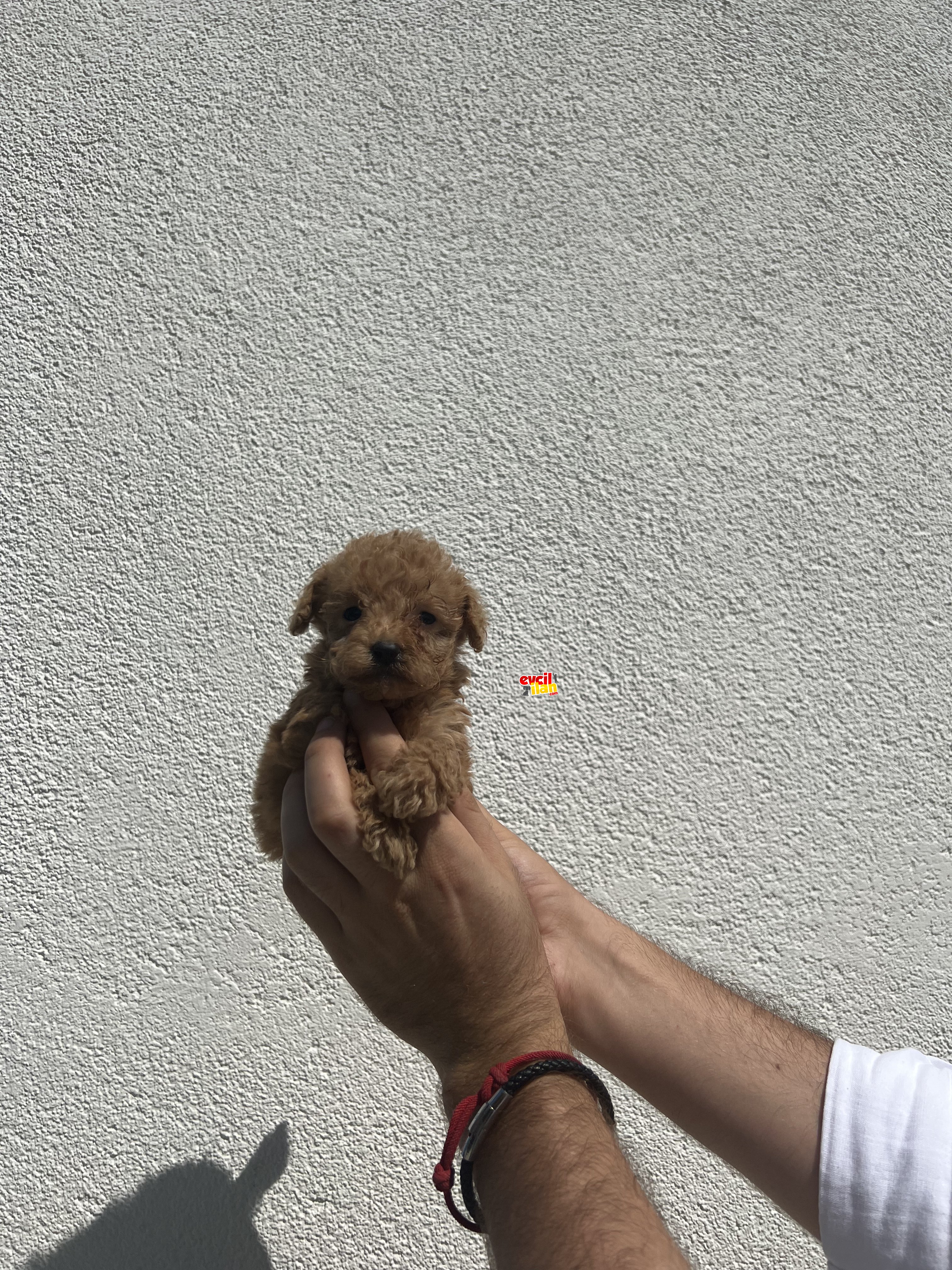 BİRİNCİ SINIF KALİTE TOY POODLE