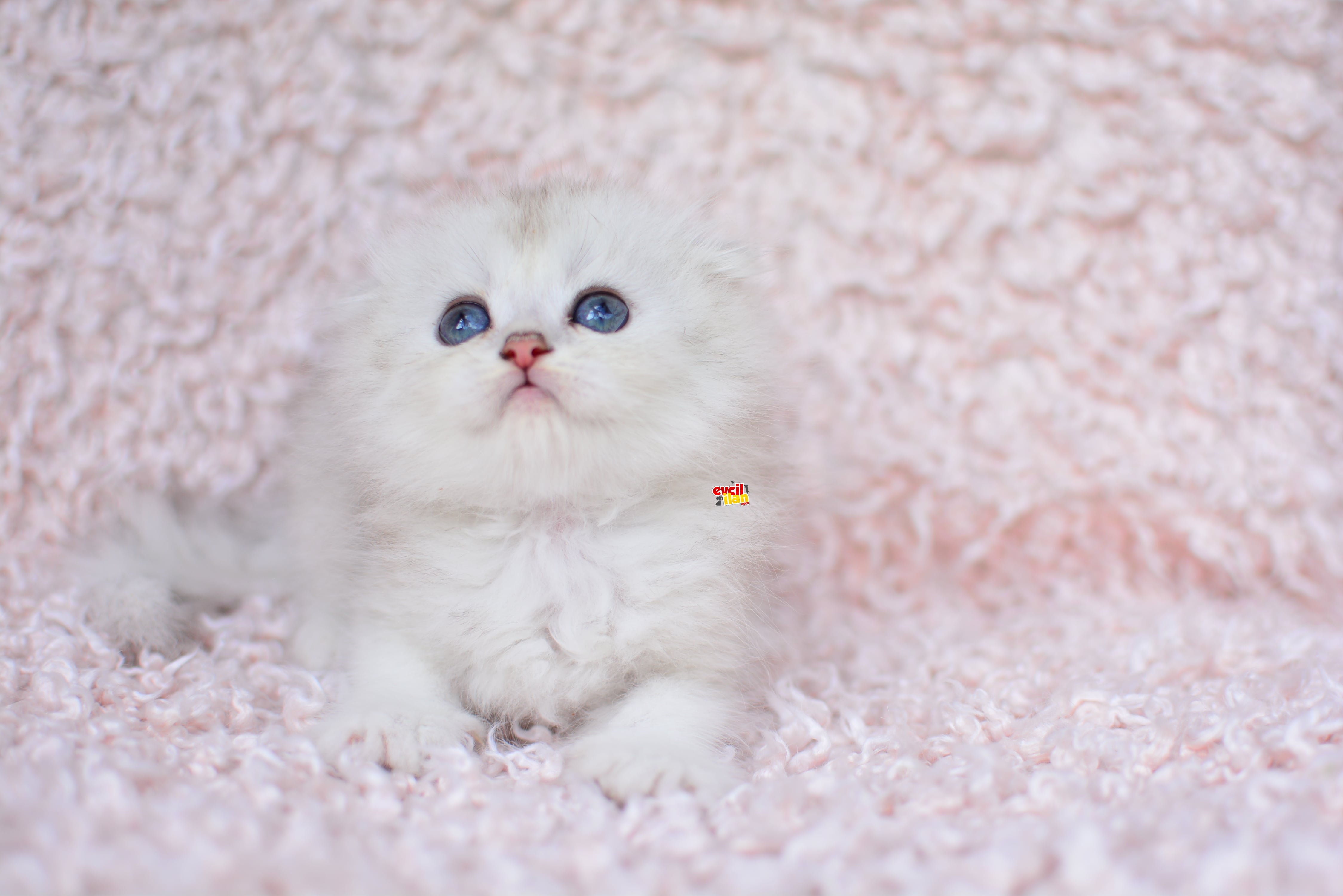 BİRİNCİ SINIF NS11 SCOTTISH FOLD LONGHAIR 