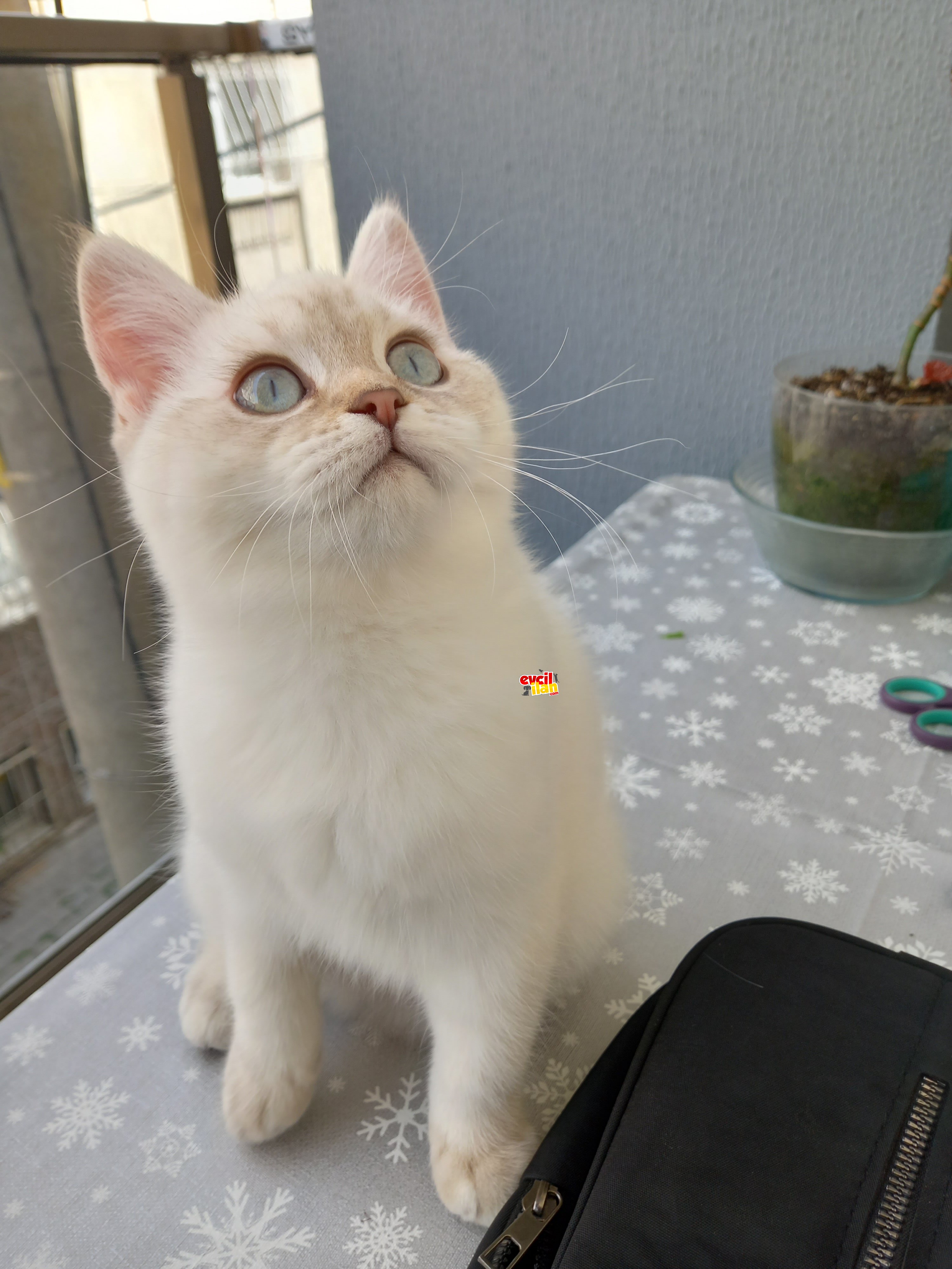 Biritis kızımı sahiplendirmek istiyorum 