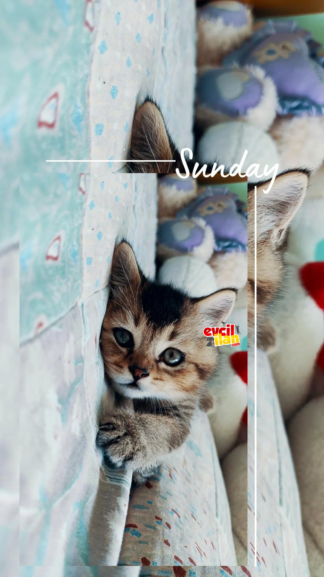 Biritiş Shorthair Minik Tatlı Yavrularımız 