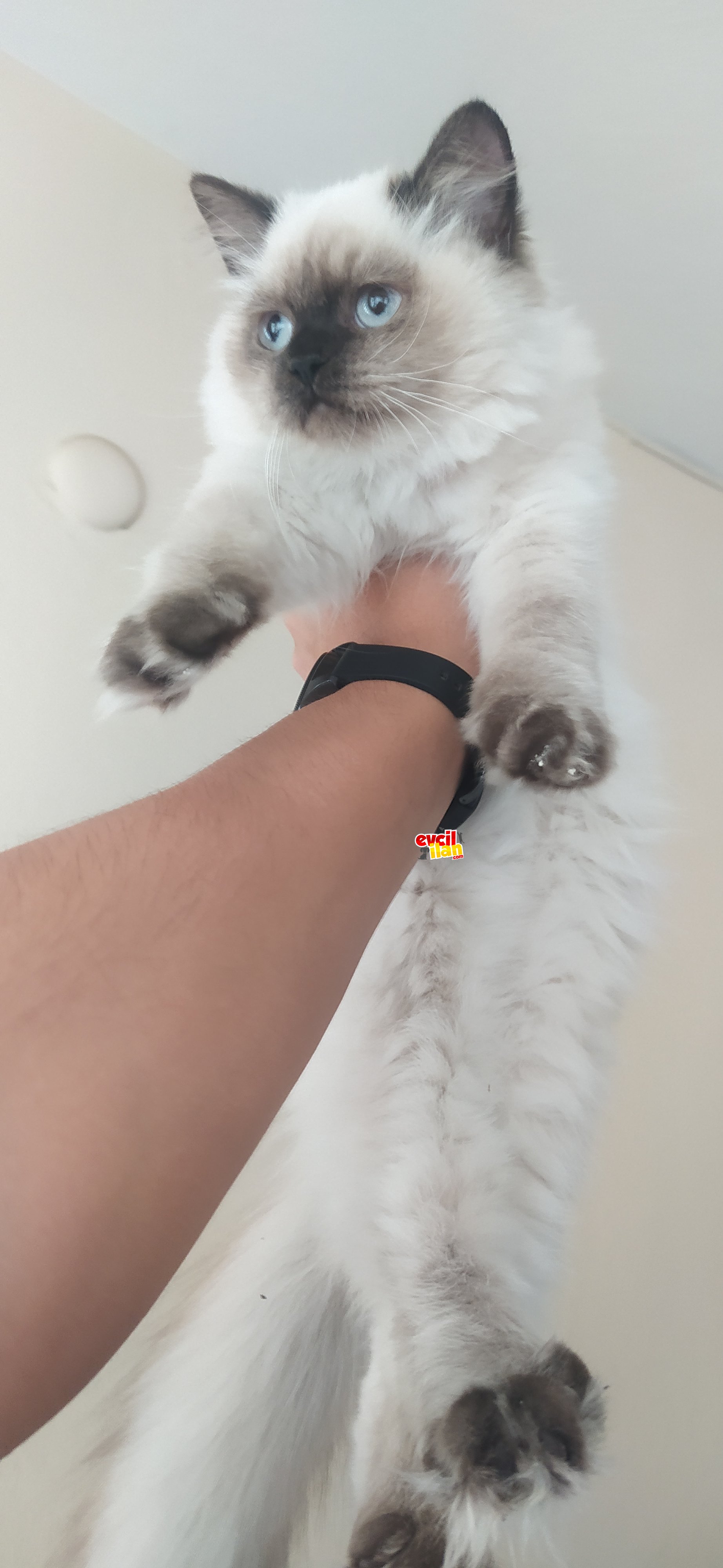 Biritish golden point dişi aşıları kontrolleri tam 4.5 aylık 