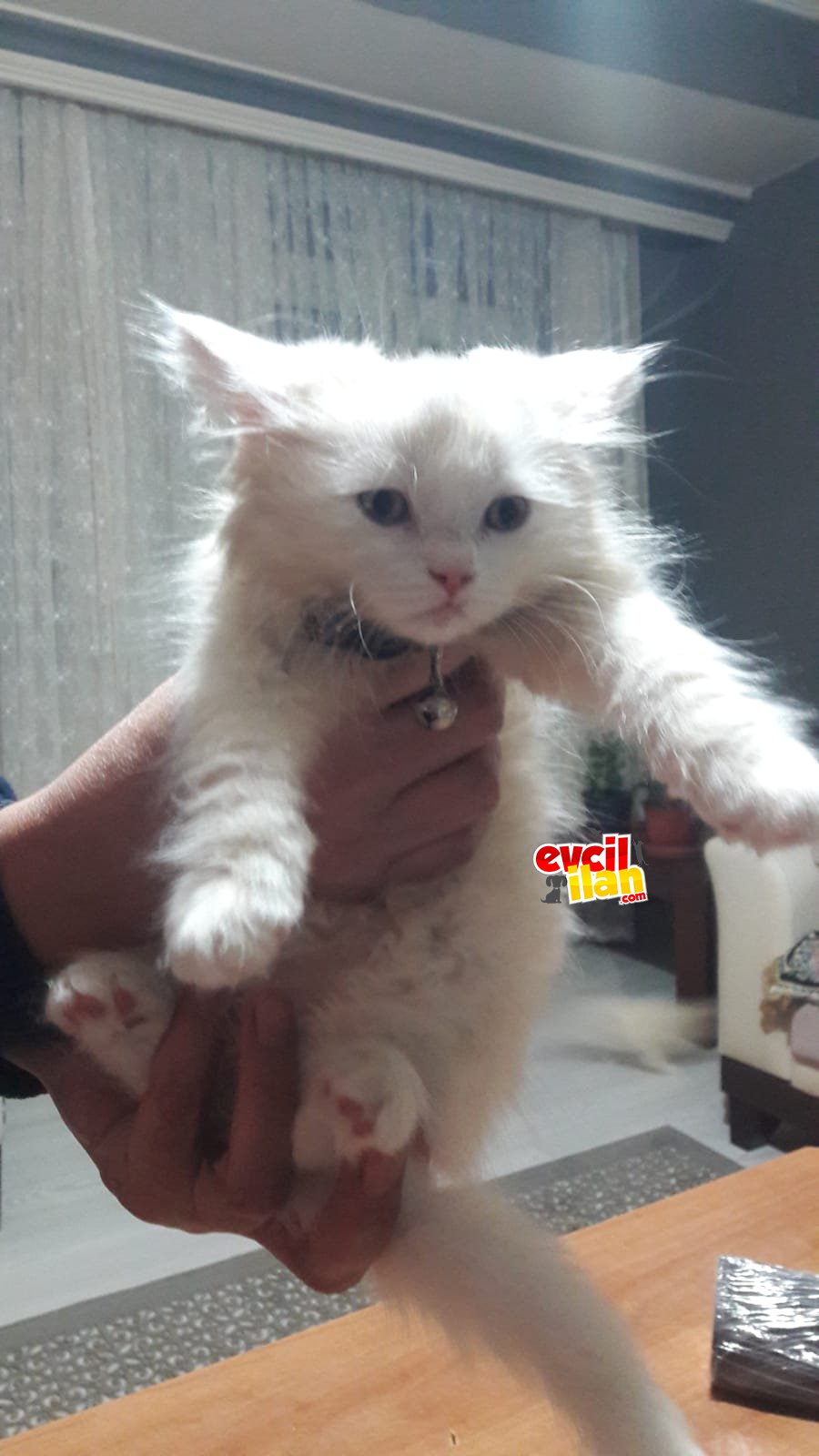 BİRİTİSH LONGHAİR YAVRU