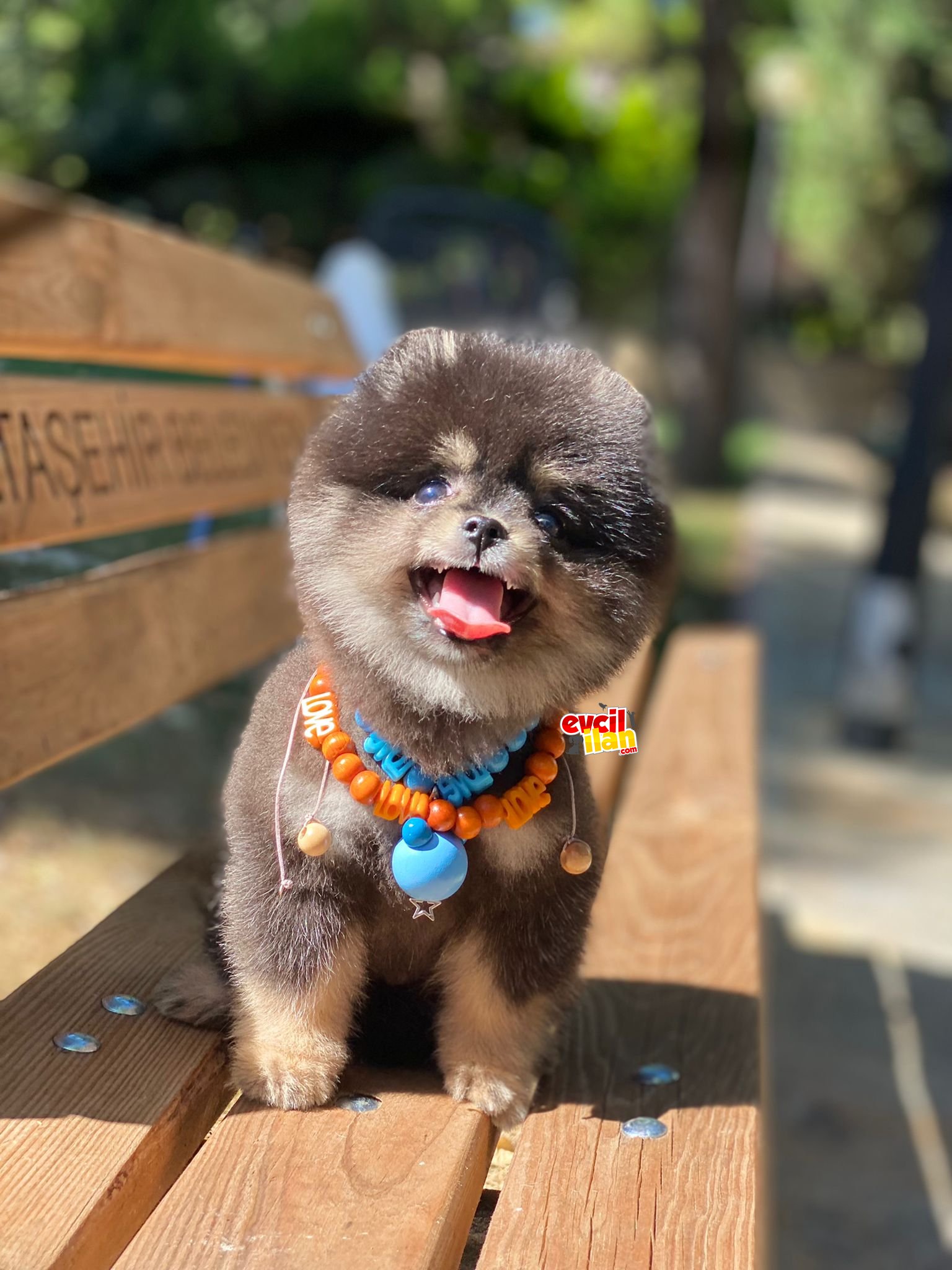 Black and Tan Dişi Pomeranian Boo Miniğimiz 