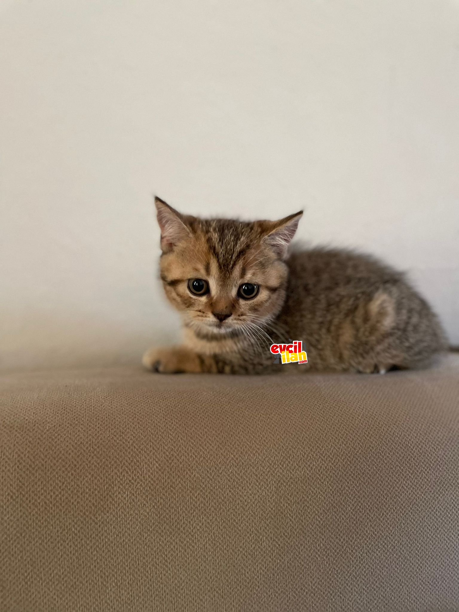 Black Golden Tabby