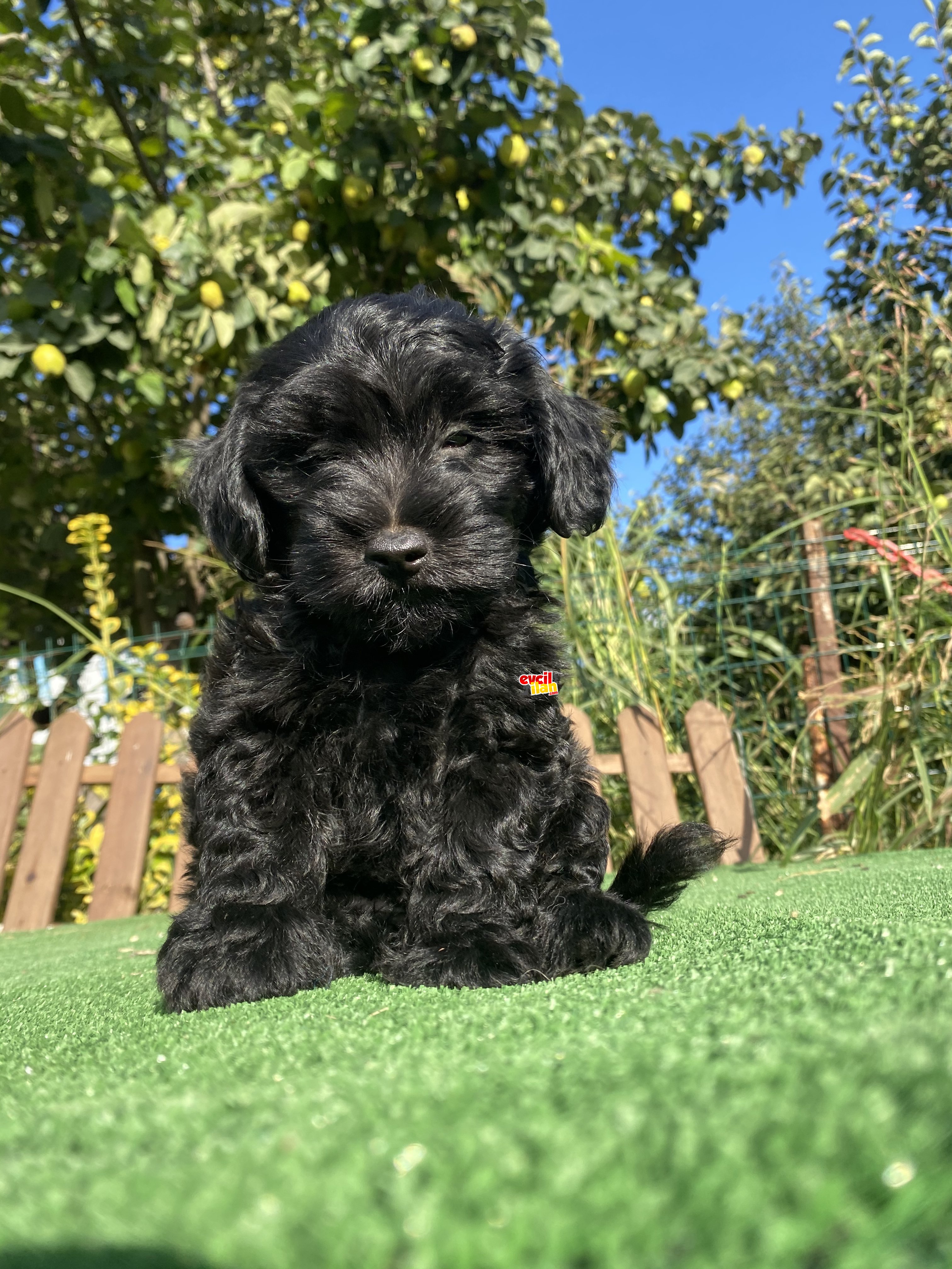 BLACK MALTİPOO ÖZEL RENK