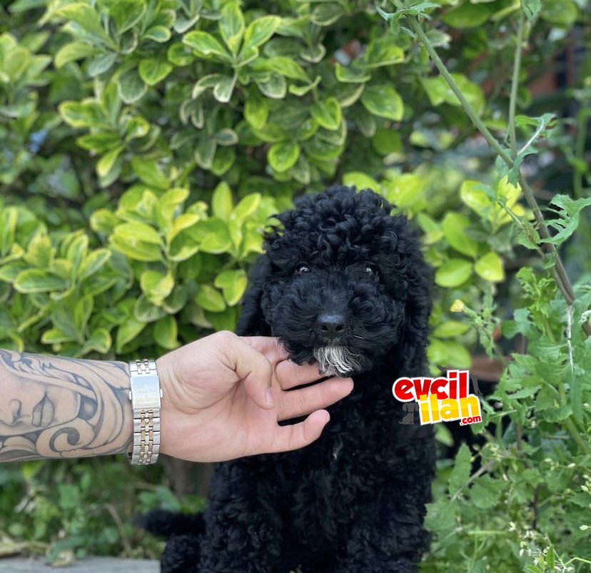 BLACK TOY POODLE OĞLUMUZ