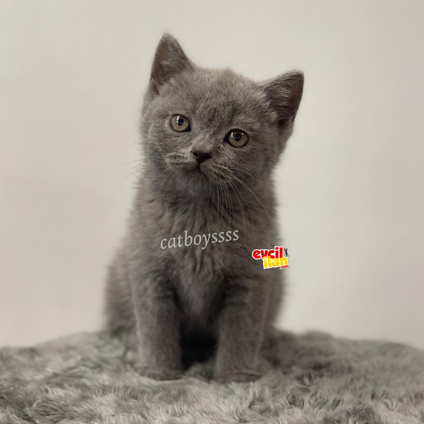 Blue british shorthair erkek yavrumuz