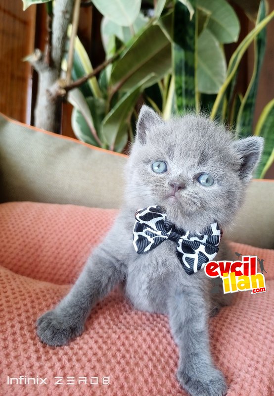 blue British Shorthair 