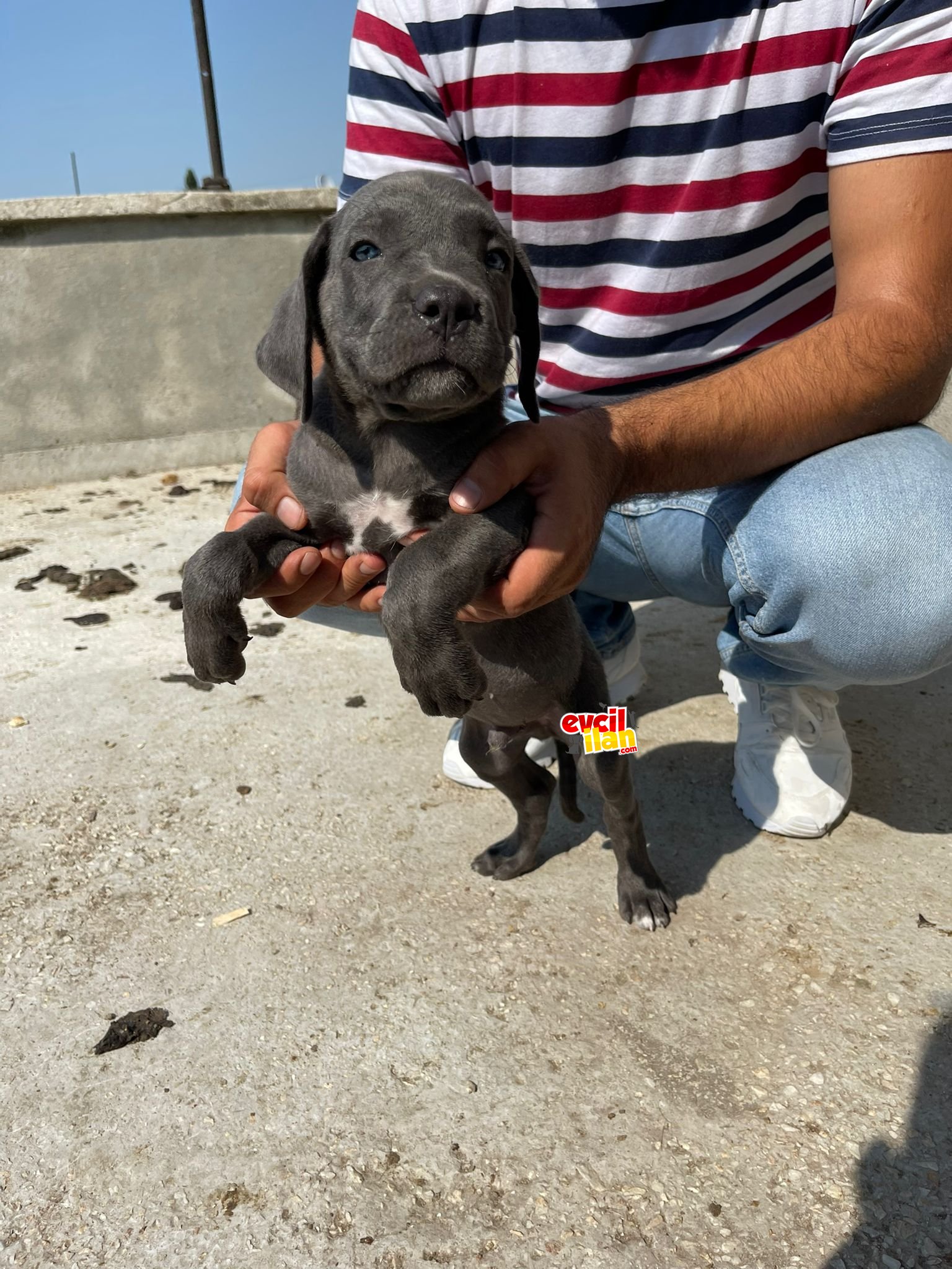 Blue Cane Corso Yavrular 