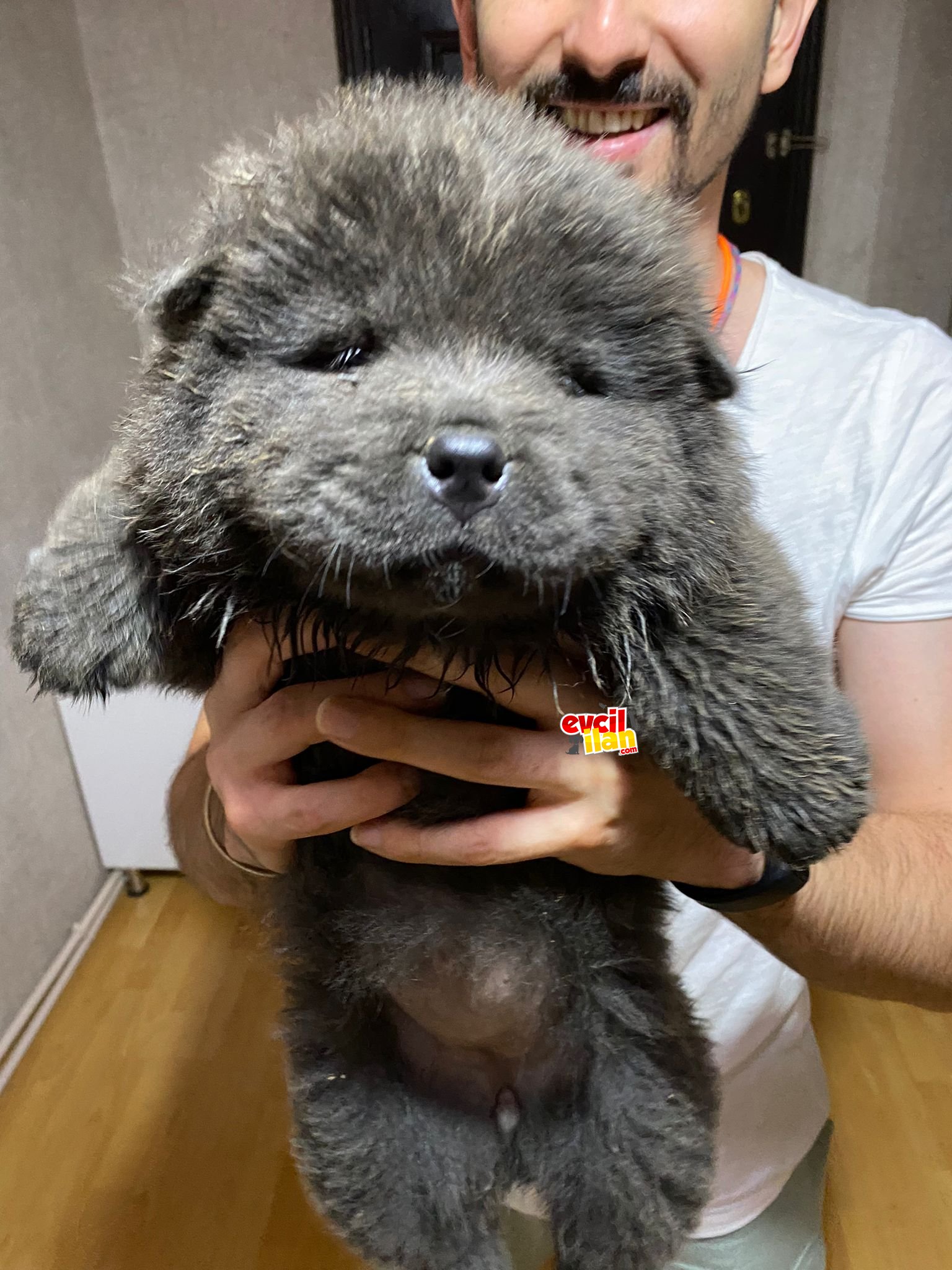 BLUE CHOW CHOW YAVRULAR 