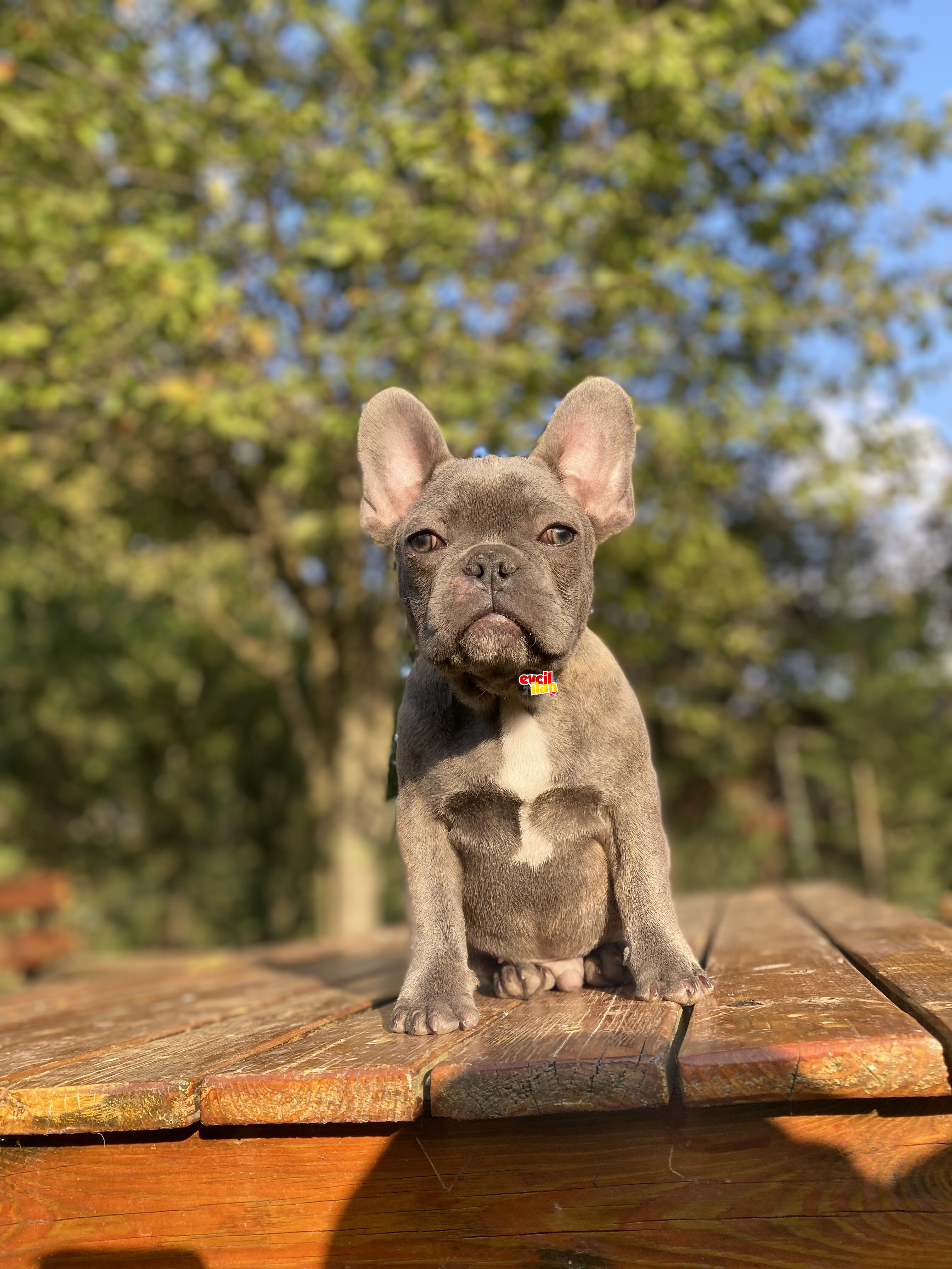 BLUE FRENCH BULLDOG EGZOTİK