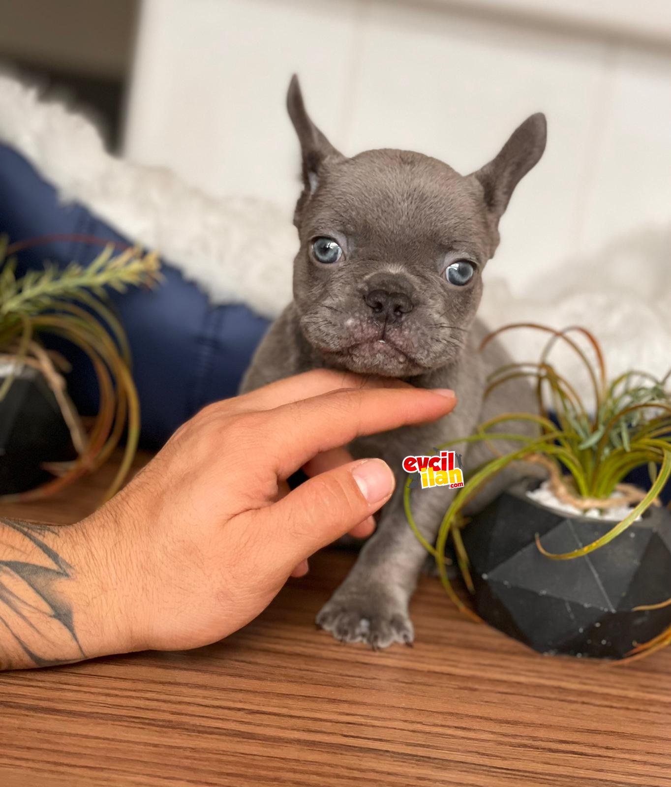 BLUE FRENCH BULLDOG ERKEK YAVRUMUZ 