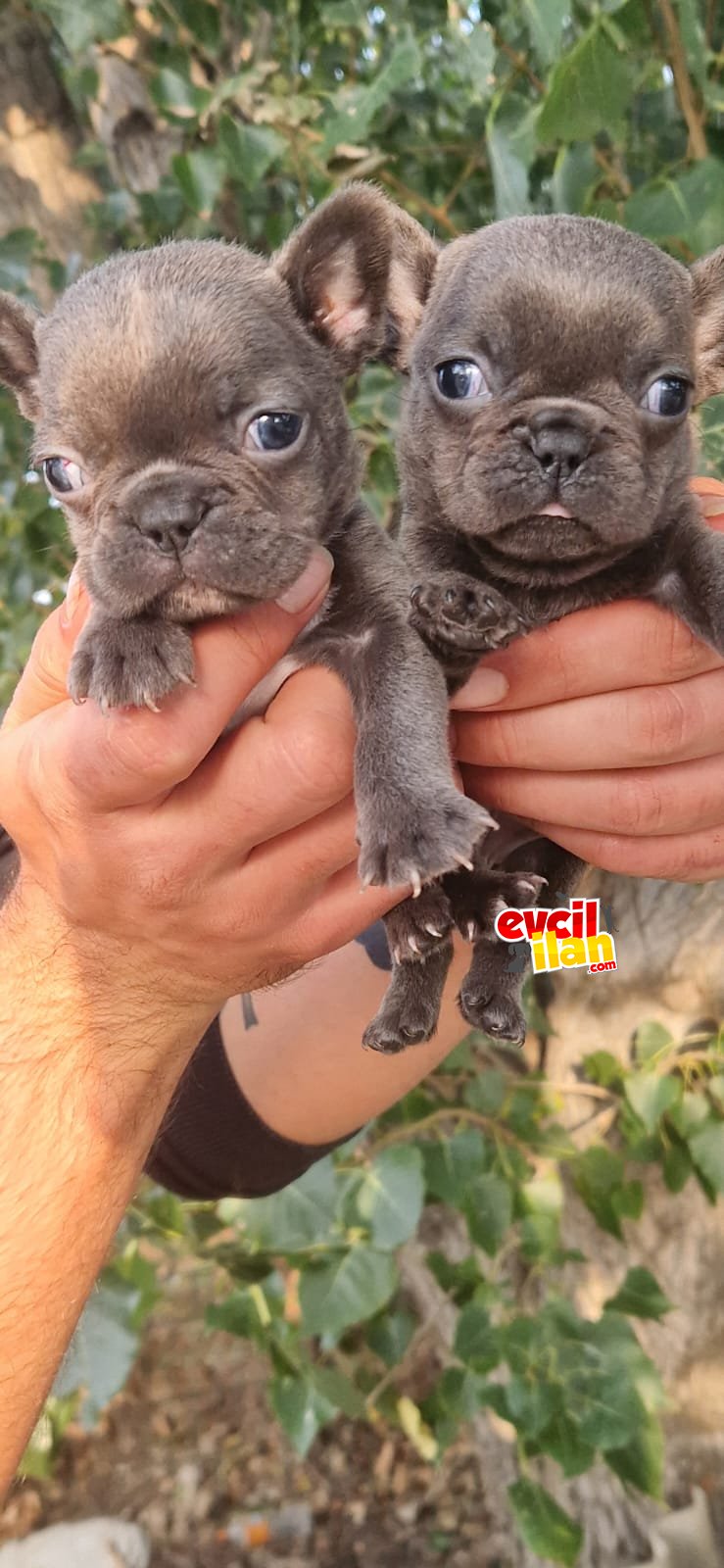 Blue French Bulldog yavrular 