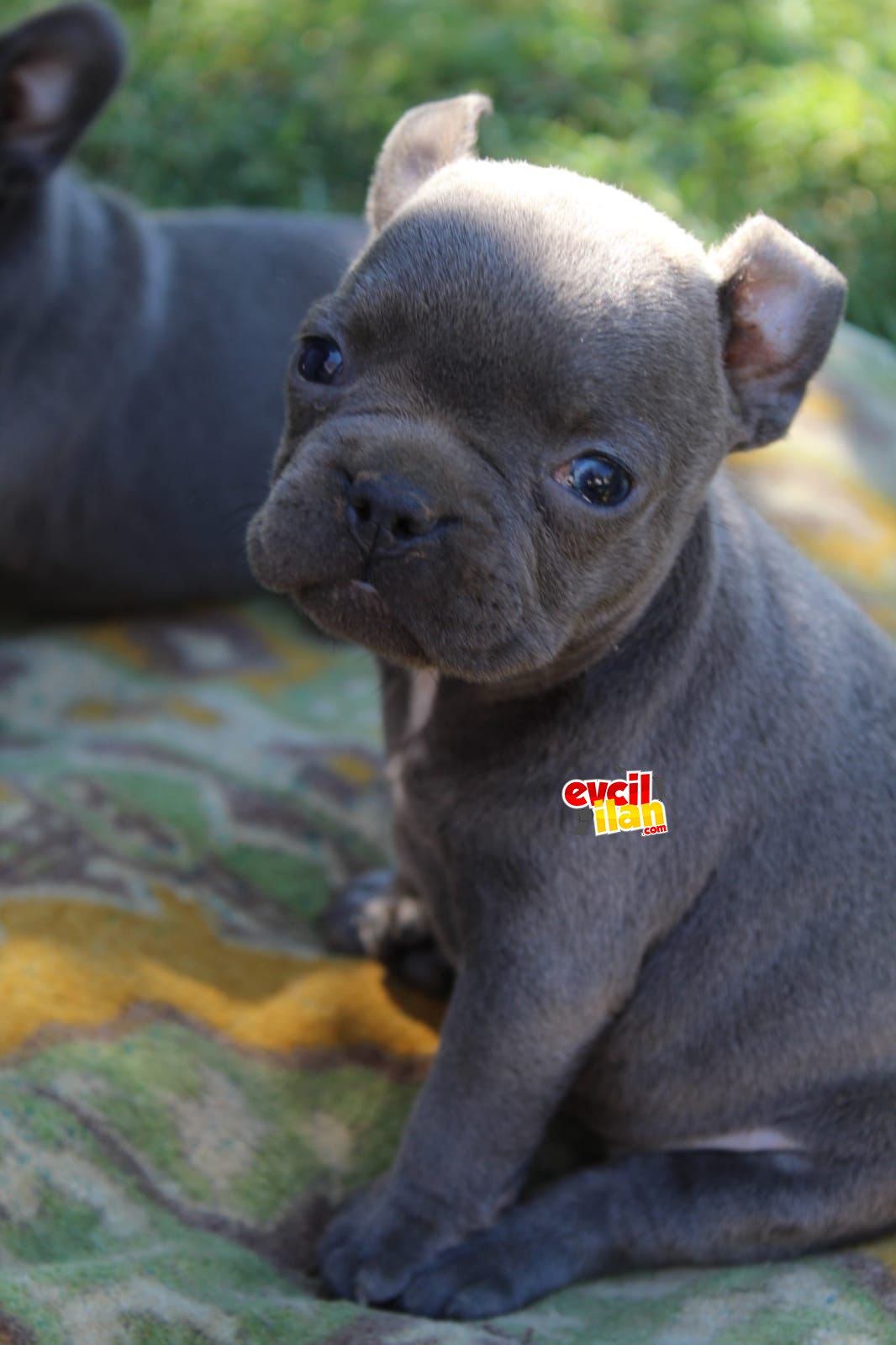 Blue French Bulldog Yavrular 