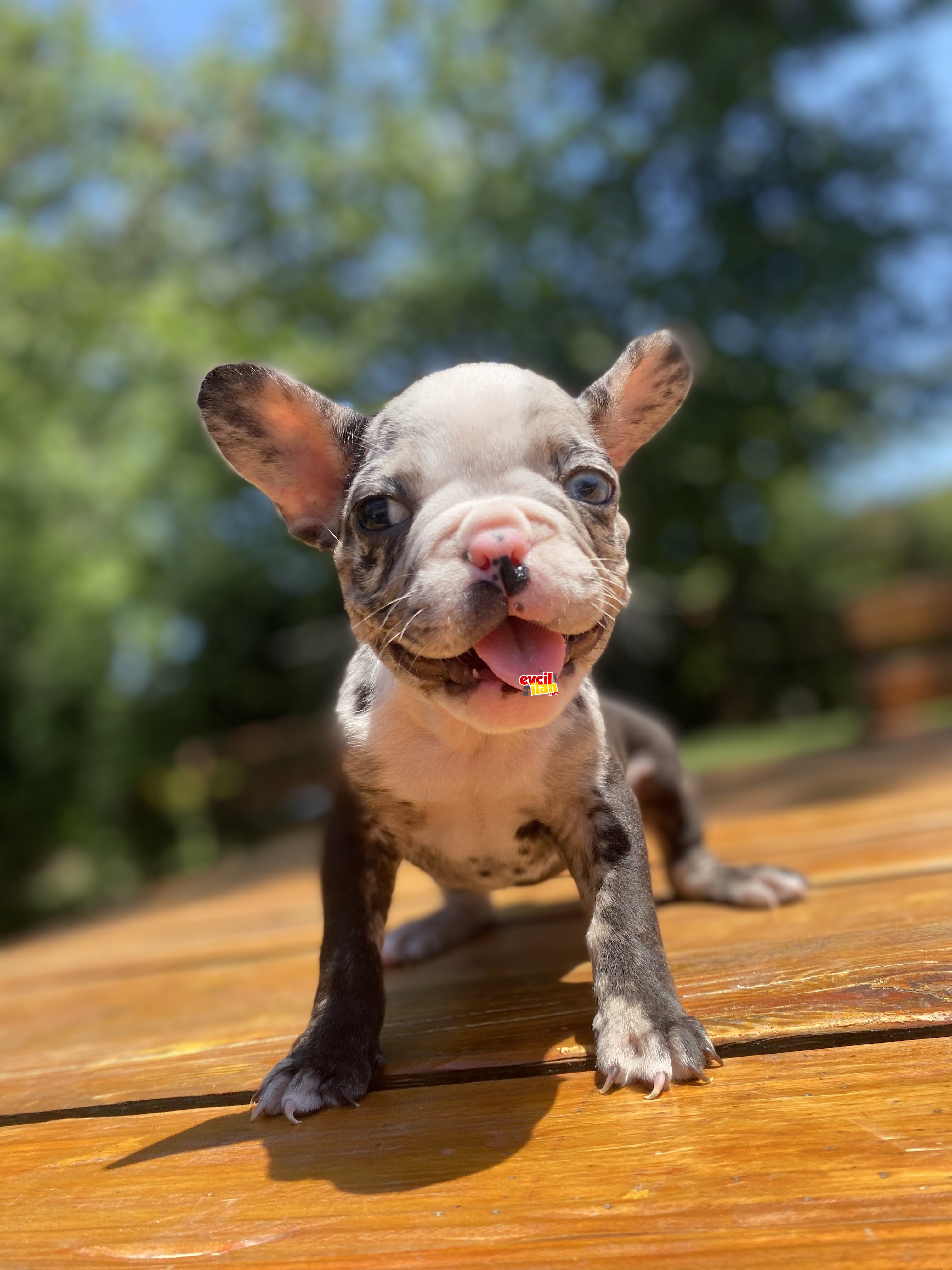 BLUE MERLE FRENCH BULLDOG YAVRUMUZ