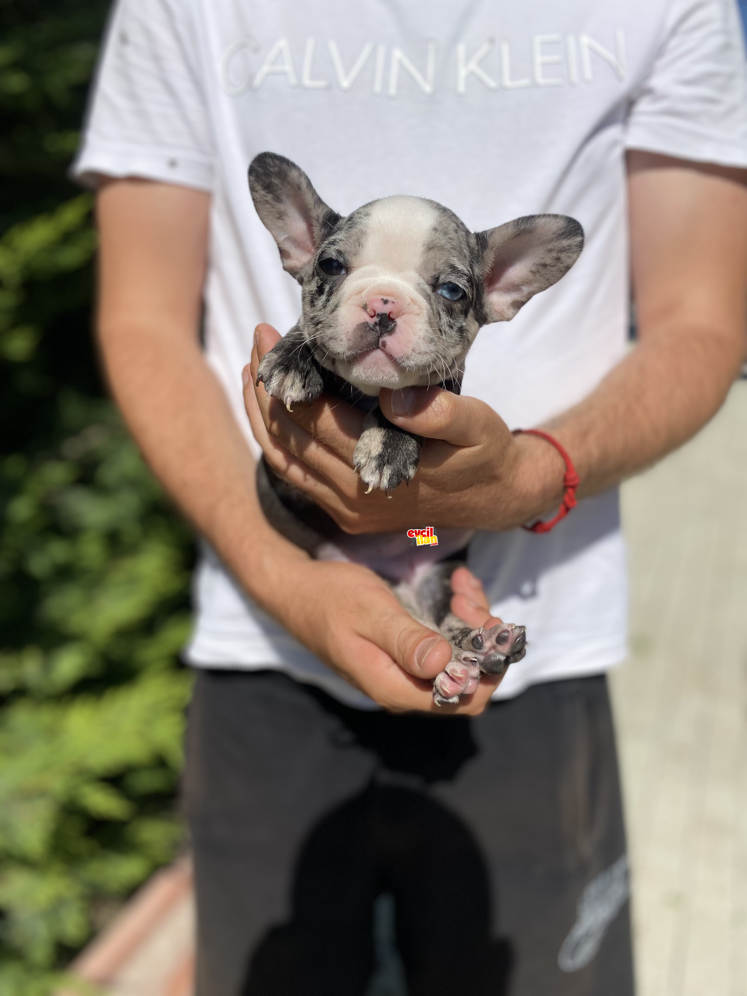 BLUE MERLE ÖZEL RENK FRENCH BULLDOG