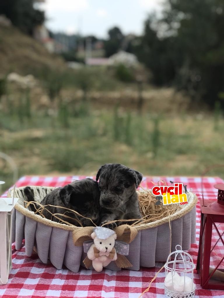 Blue merle ve siyah Fransız yavrular 