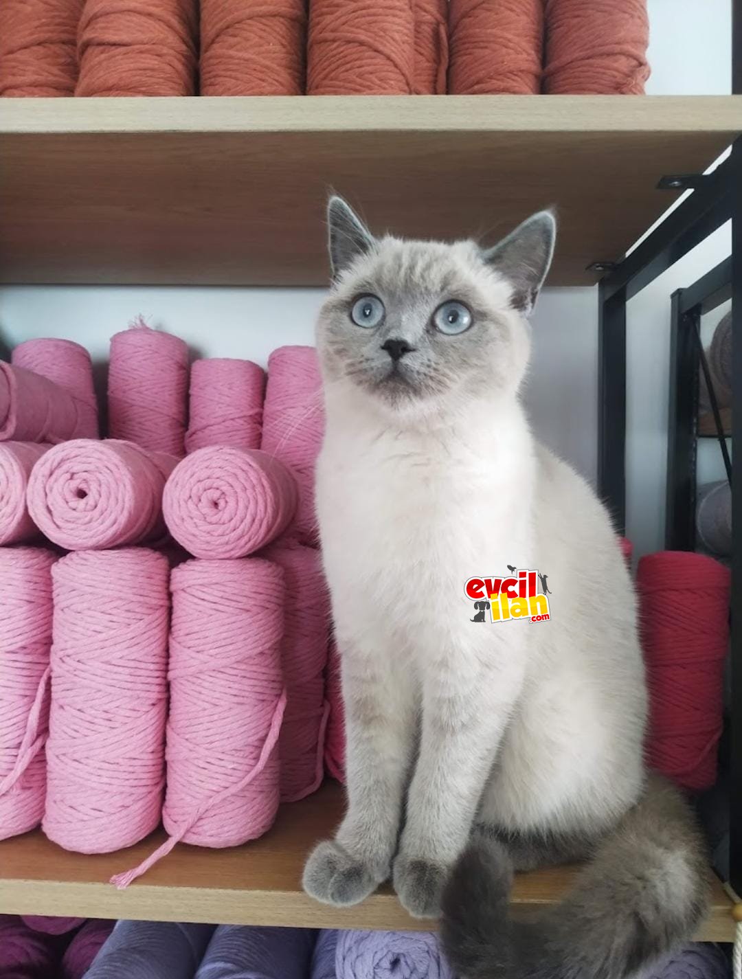 Blue point 1.5 yaşında 