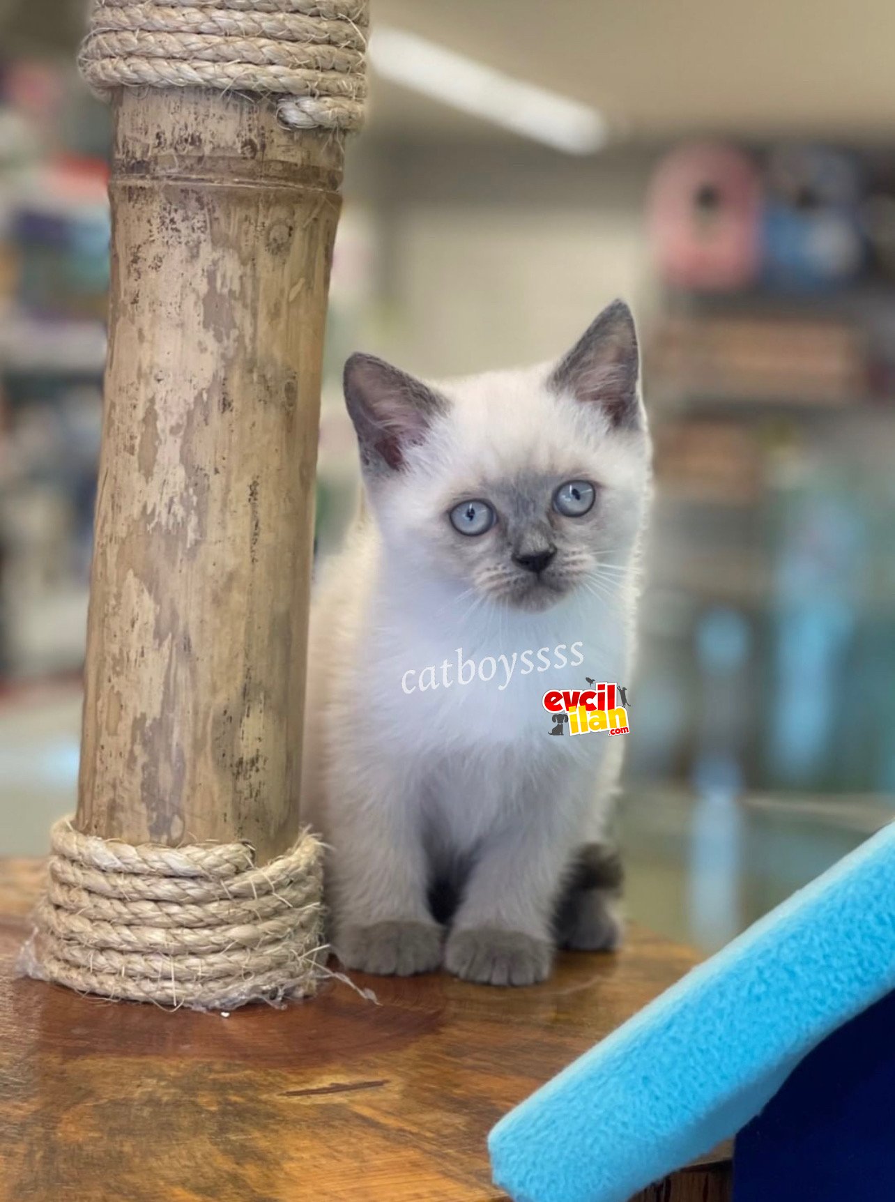 Blue point british shorthair dişi erkek bebekler