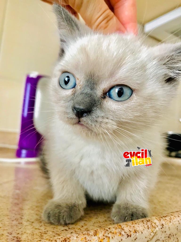 BLUE POİNT BRİTİSH