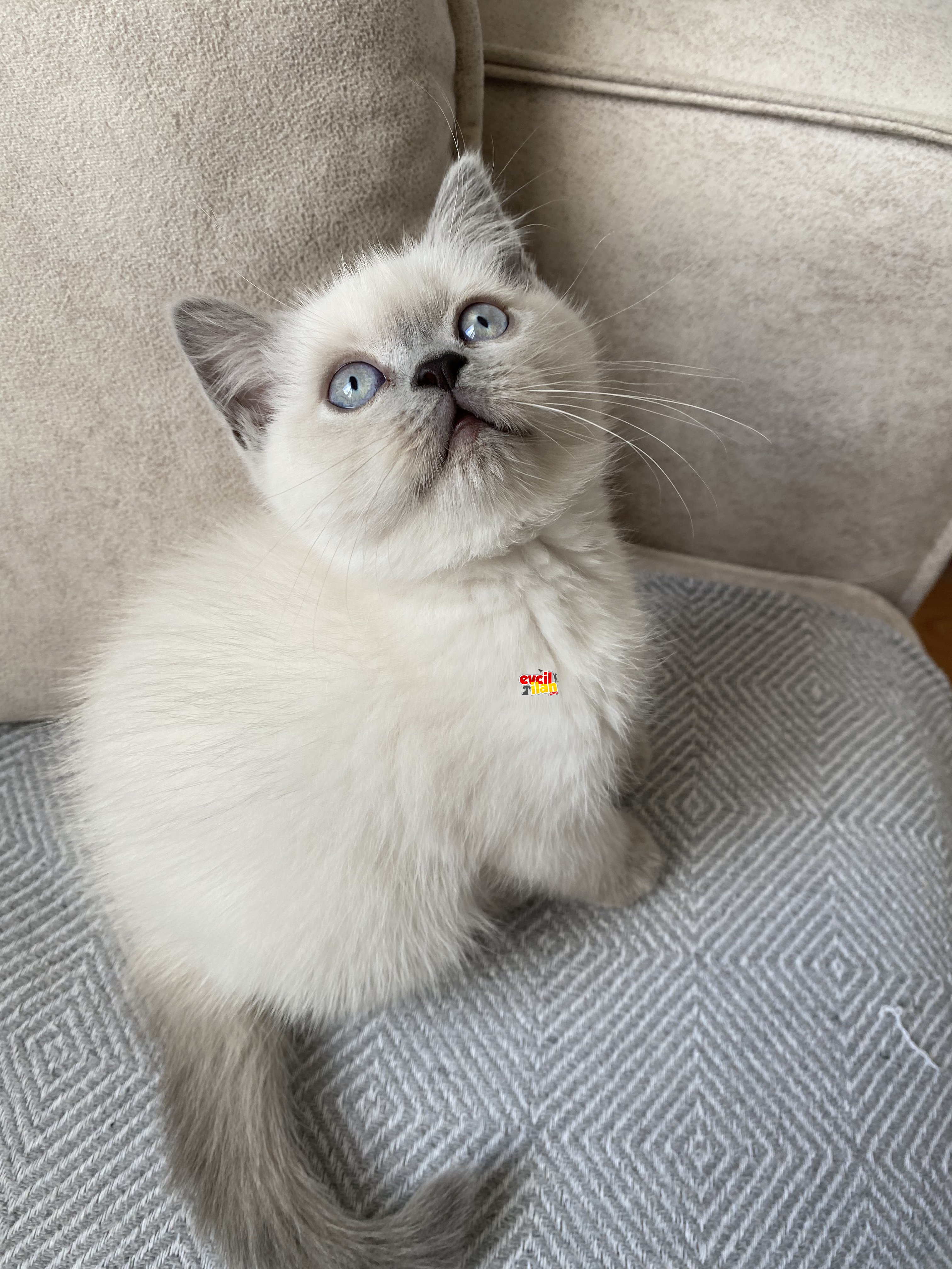 Blue point dişi
